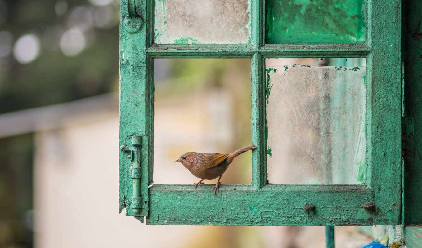window, green, vintage, bird, beak, silence