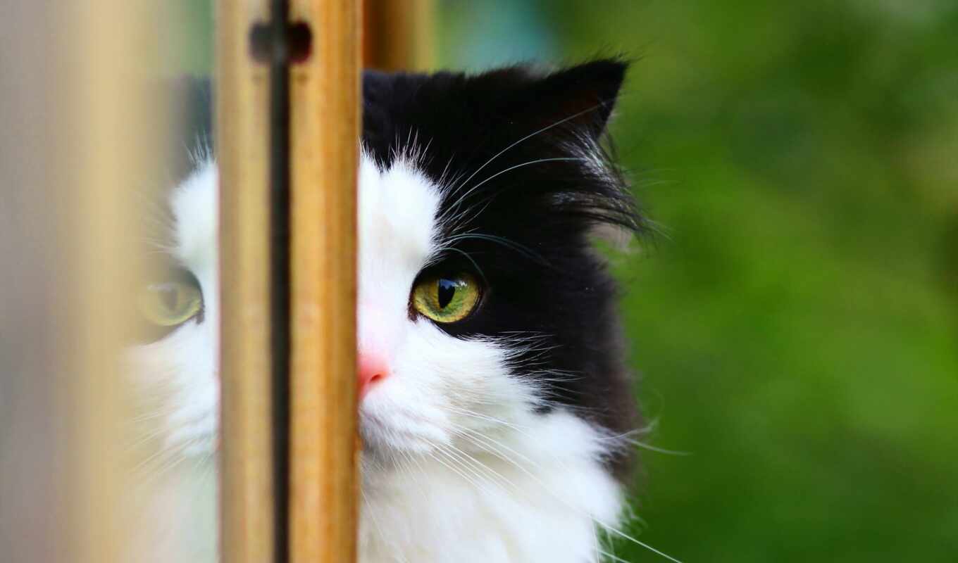 кот, okno, kot, фотография, белый, кошка, оно, сетка, черна, vyglyadyvat, kisnut