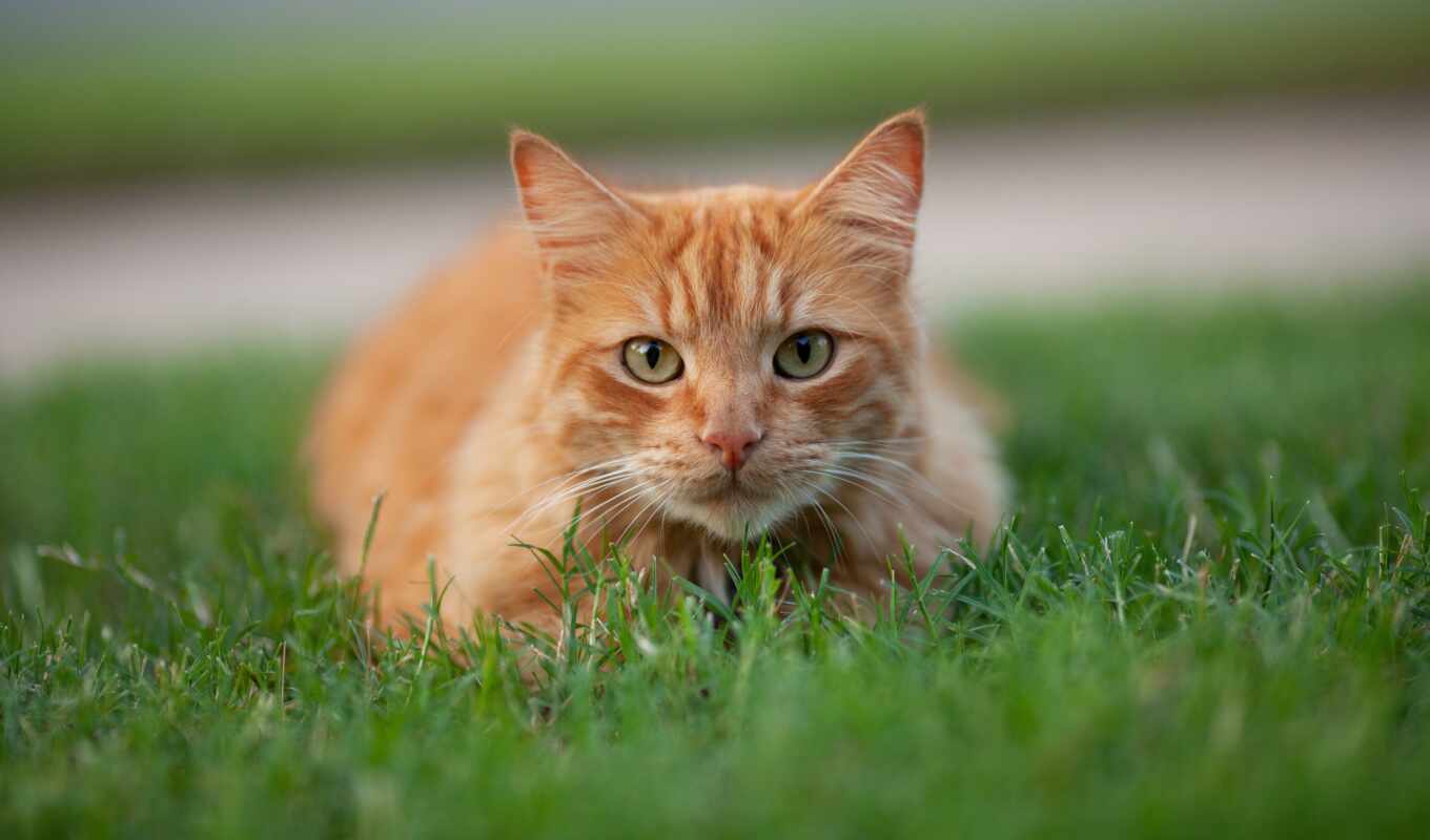 mobile, view, free, red, grass, cat, see, animal, view
