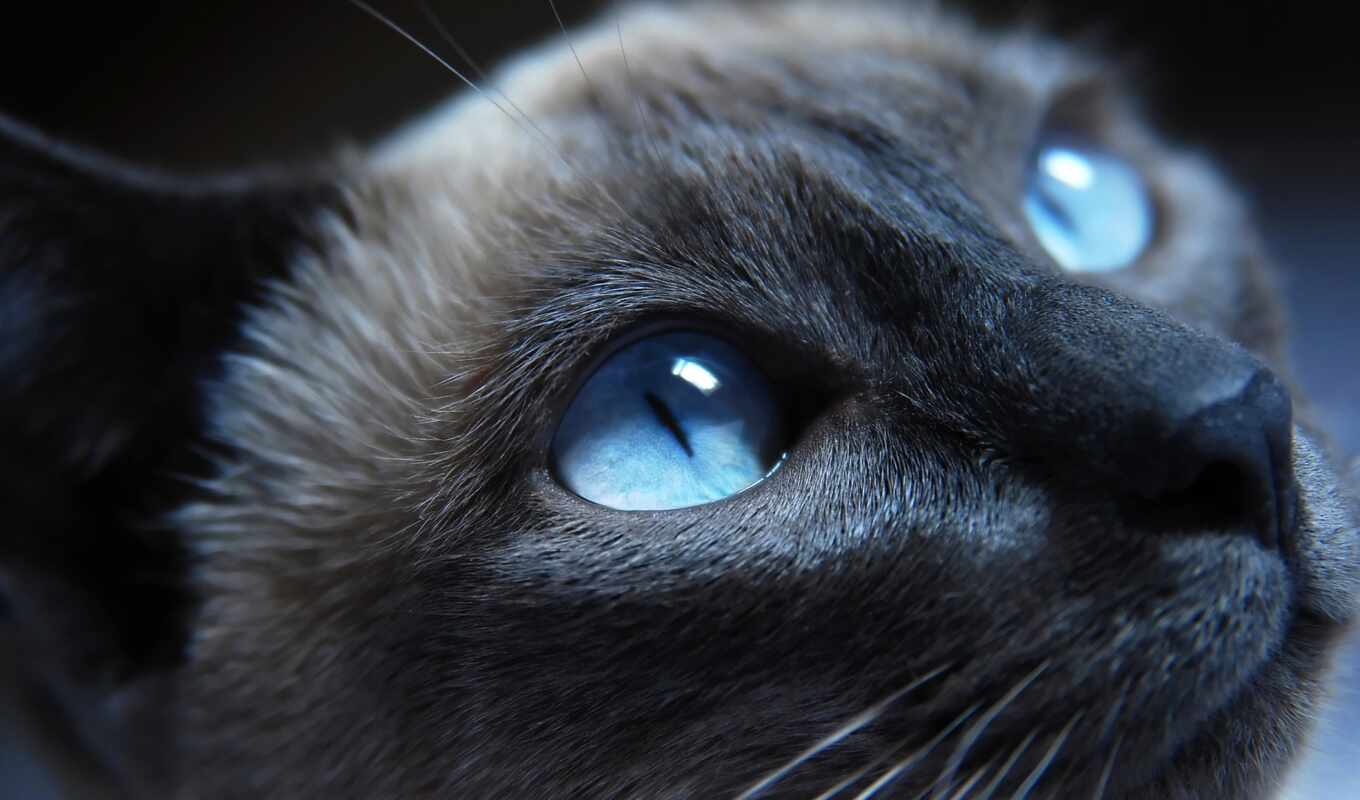 blue, глаз, кот, animal