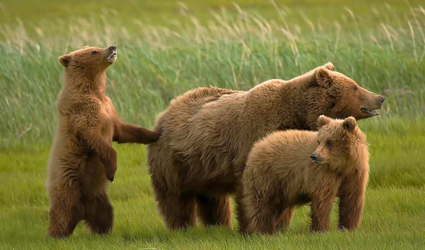 медведь, семья, medvezhonok, funart