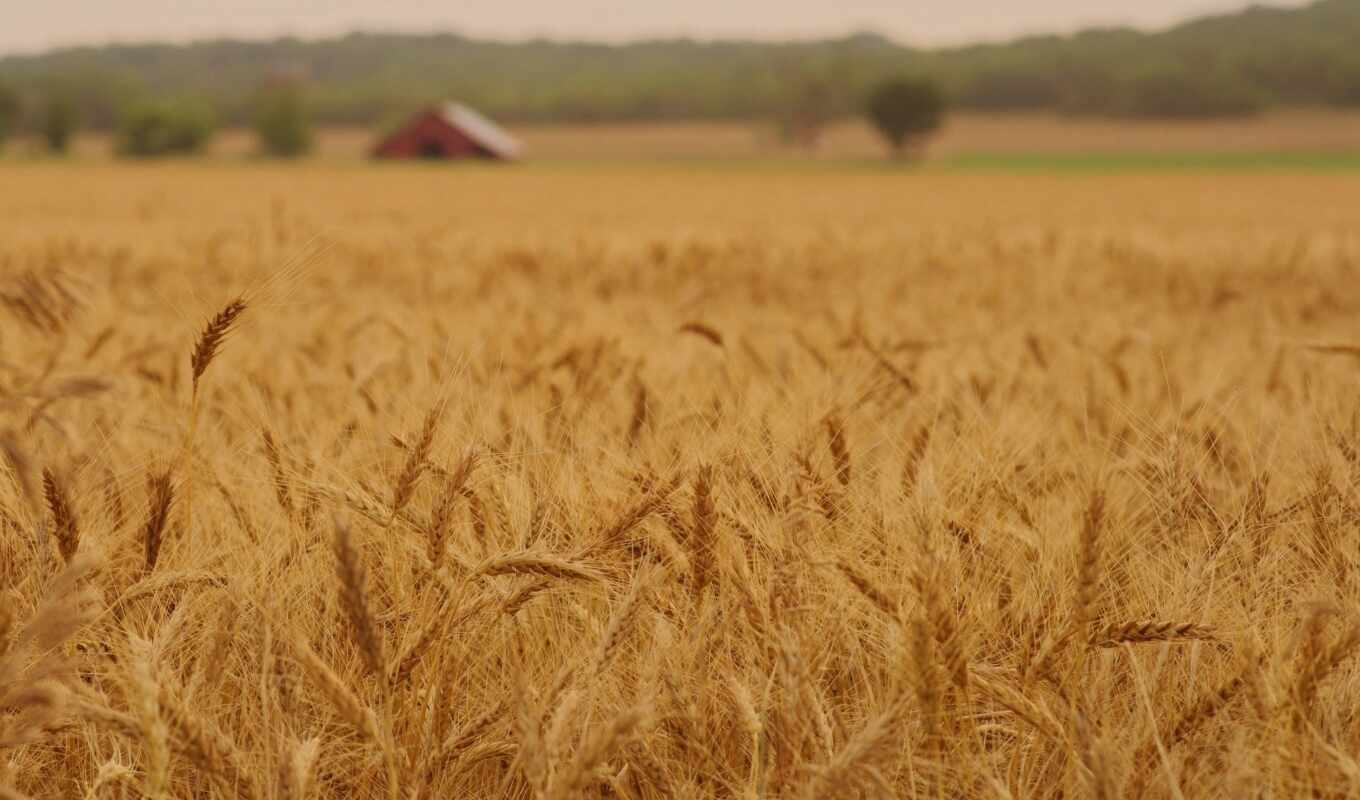 природа, mobile, поле, серьги, колосок, rye, пшеница, makryi