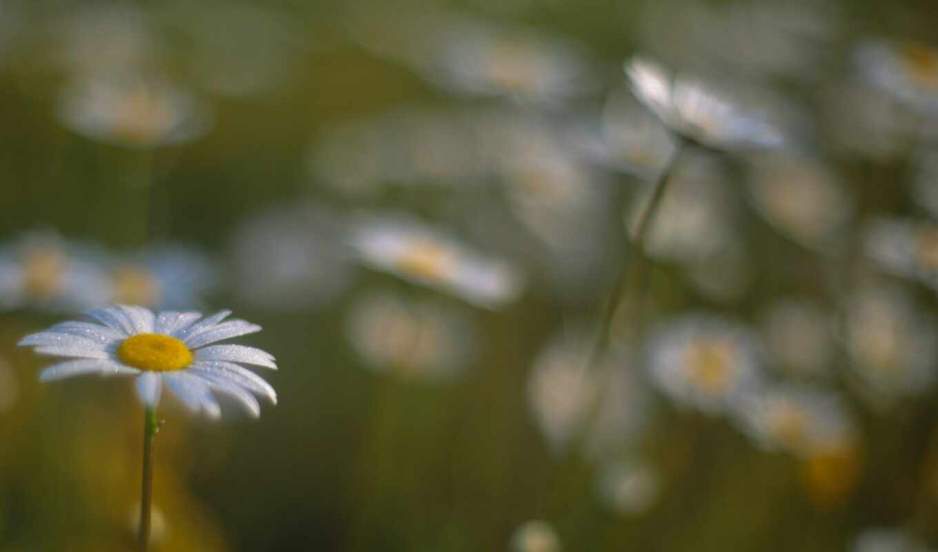 цветы, pictures, photos, flowers, field, daisies