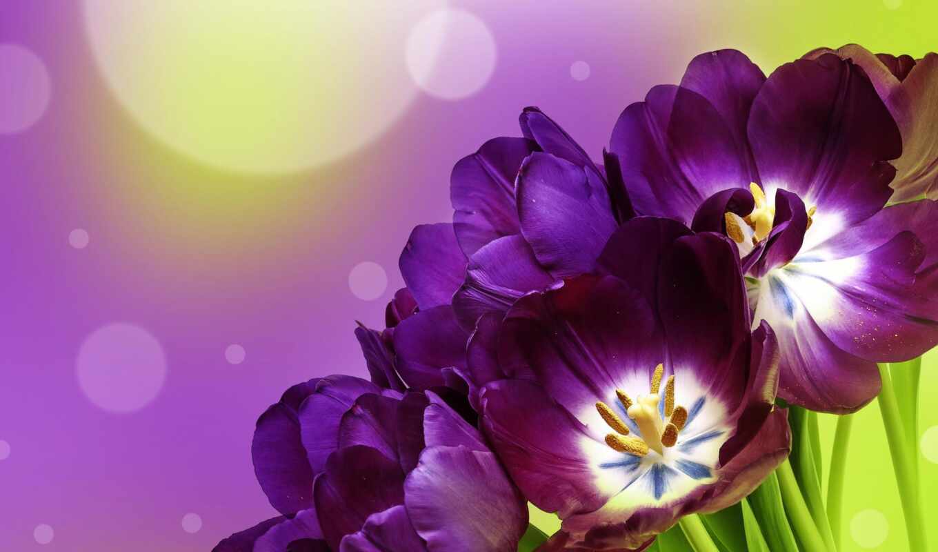 цветы, fone, тюльпаны, фиолетовые, rub, размытом, схемы