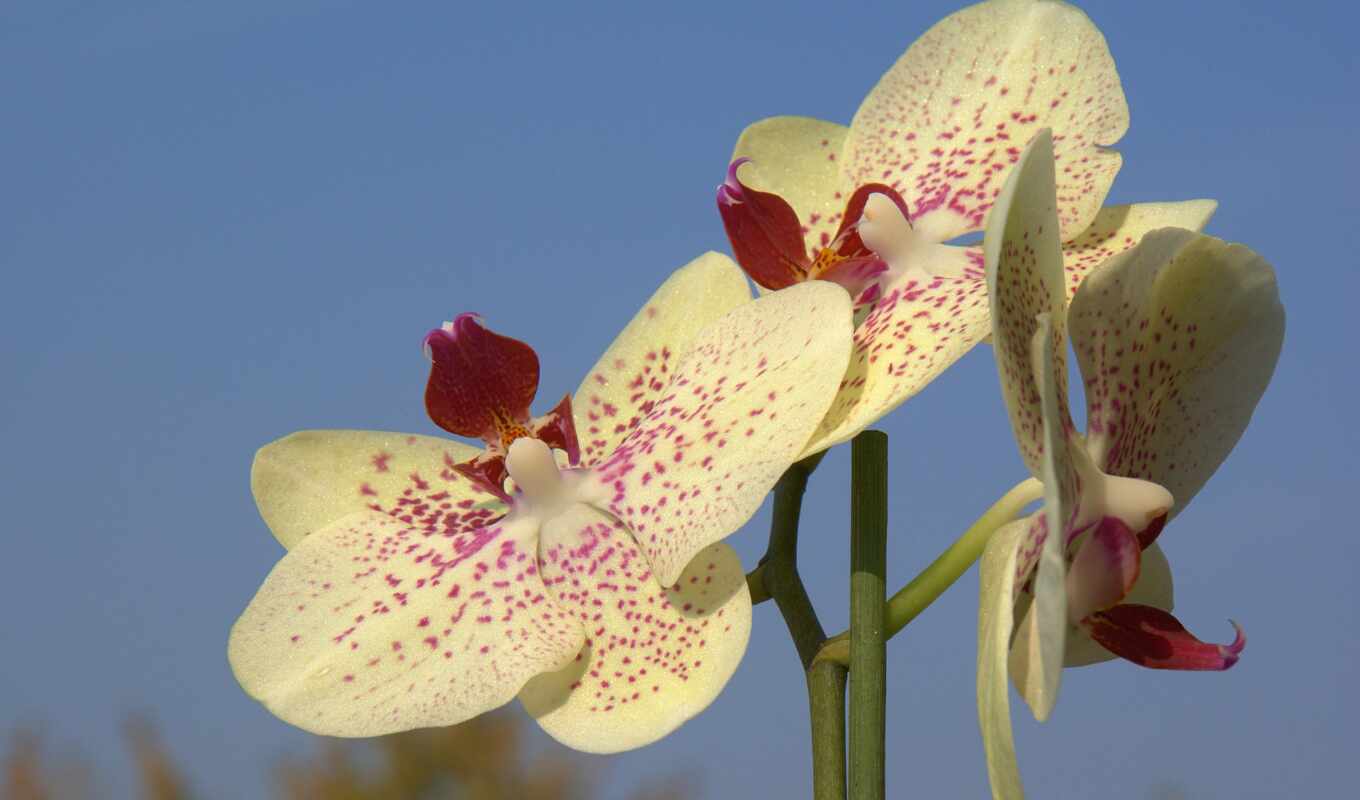 photo, white, background, photos, screen, orchid, orchids, free, orquídeas, orquídea