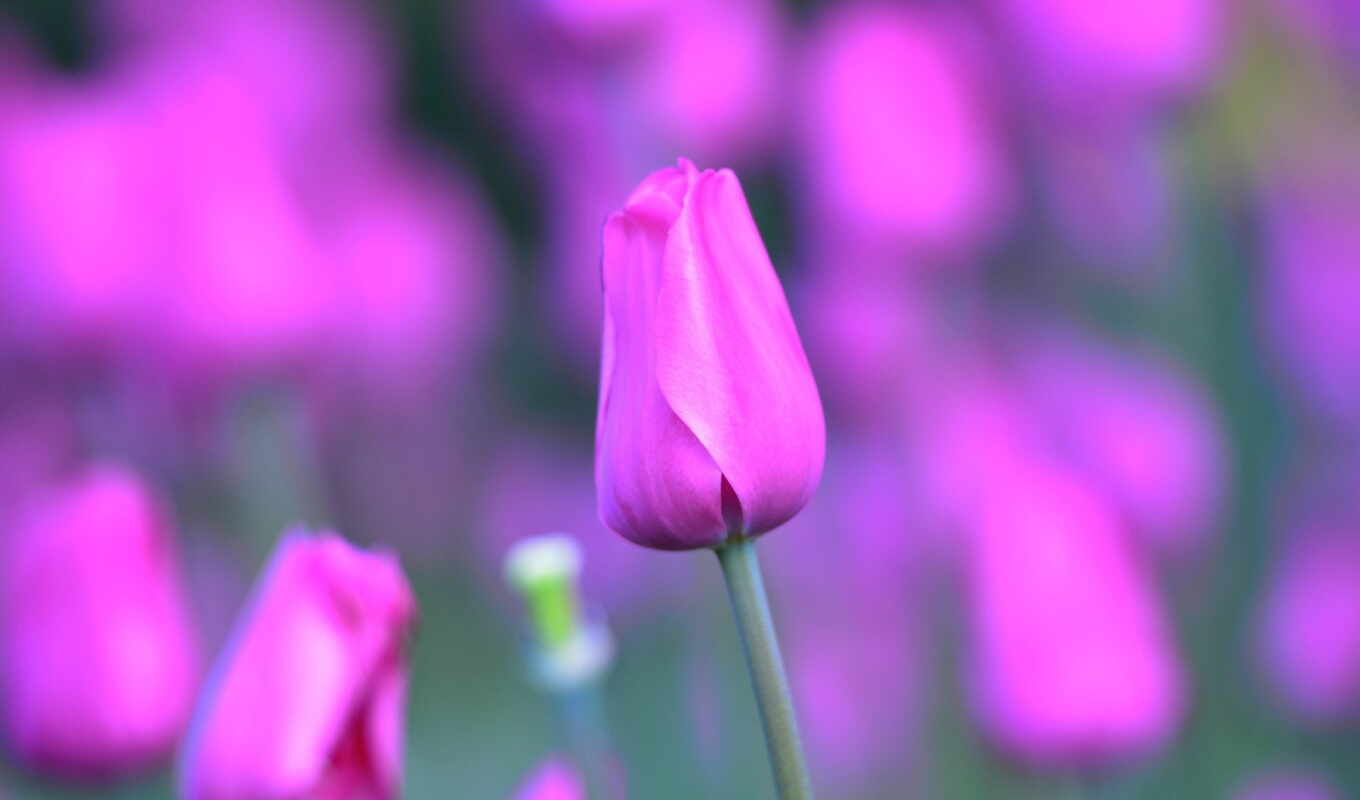 fone, page, high - quality, macro, beautiful, different, tulip, collector, blurry