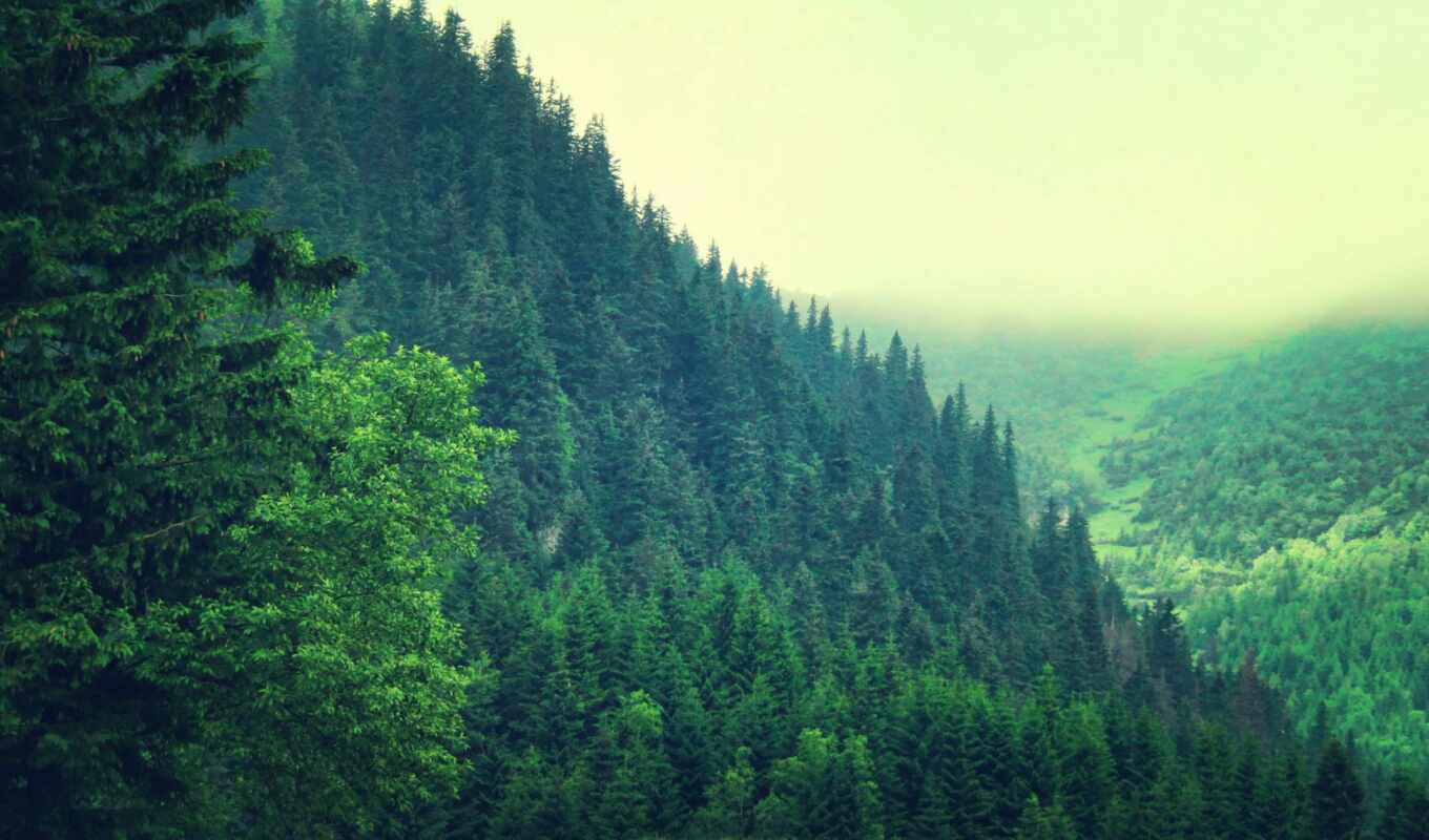 природа, дерево, лес, amazing, trees, hills, pine