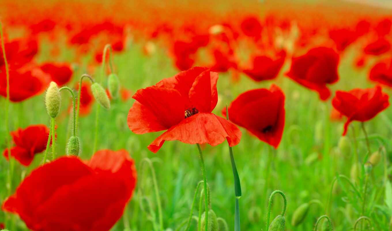 nature, field, spring, cvety, mammies, red, births, petals, poppies, photo wallpapers