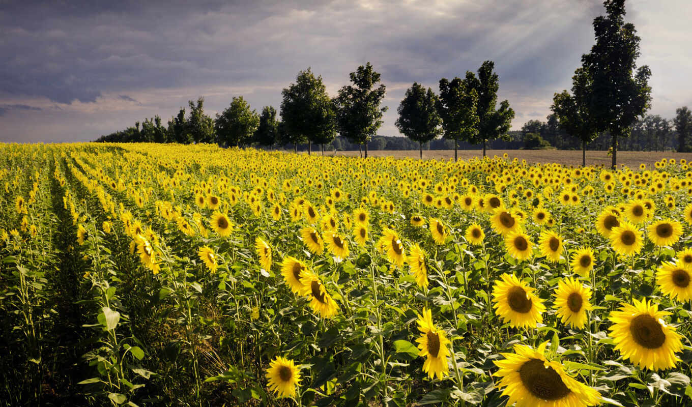 Germany, live, sunflowers, nature, elevation