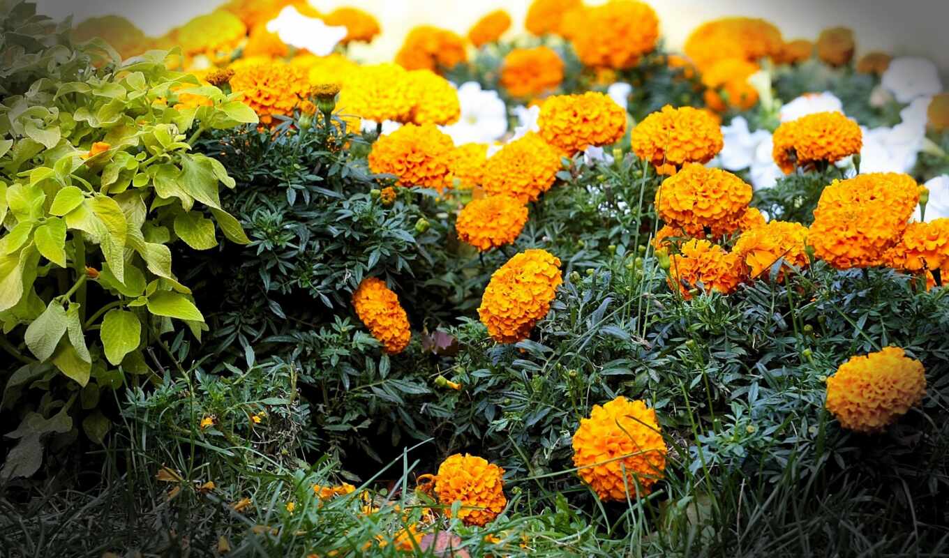 background, free, flowers, cvety, barhat, tagetes, colors