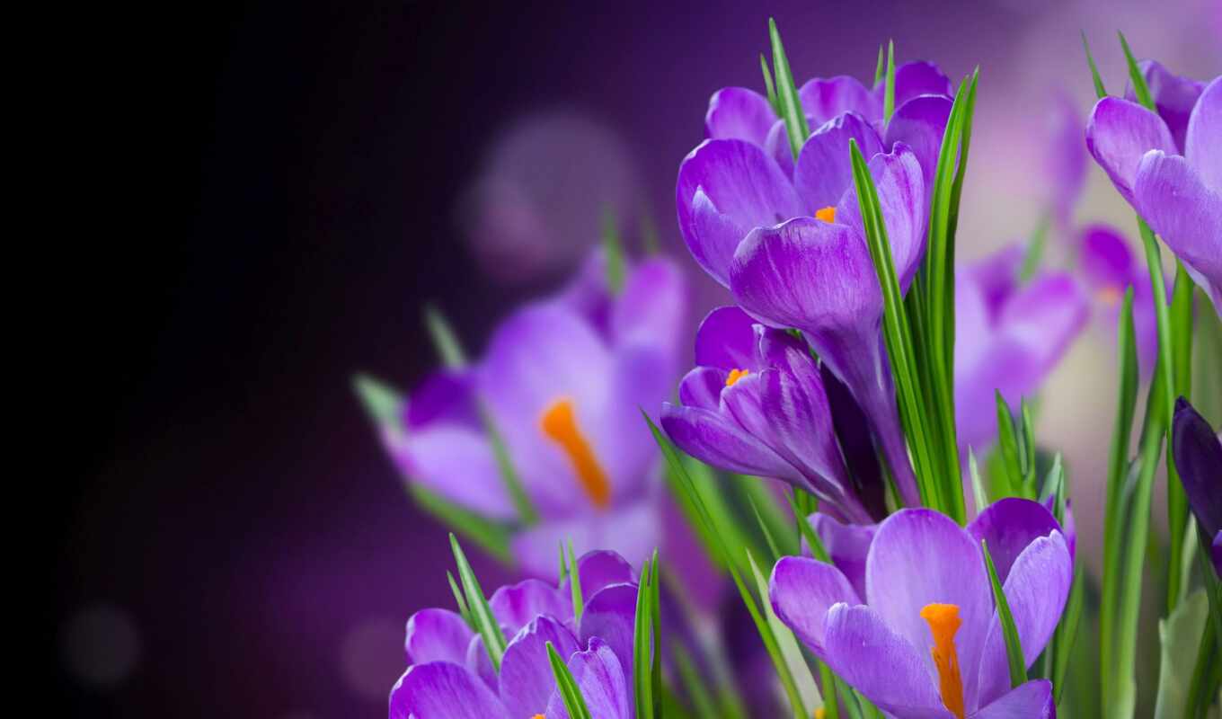 flowers, purple, crocus, funart