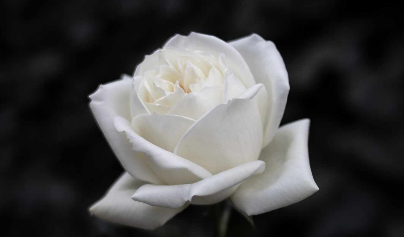 роза, white, чёрн