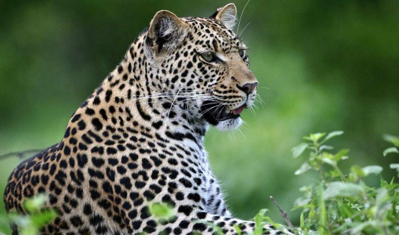 photo, leopard, park, Africa, national, hunt, safari, mara