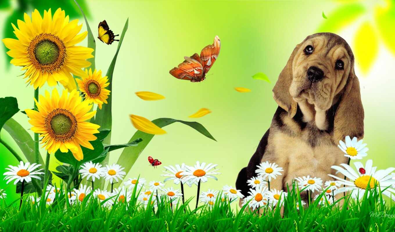 summer, бабочка, cute, собака, щенок, daisy, кишки