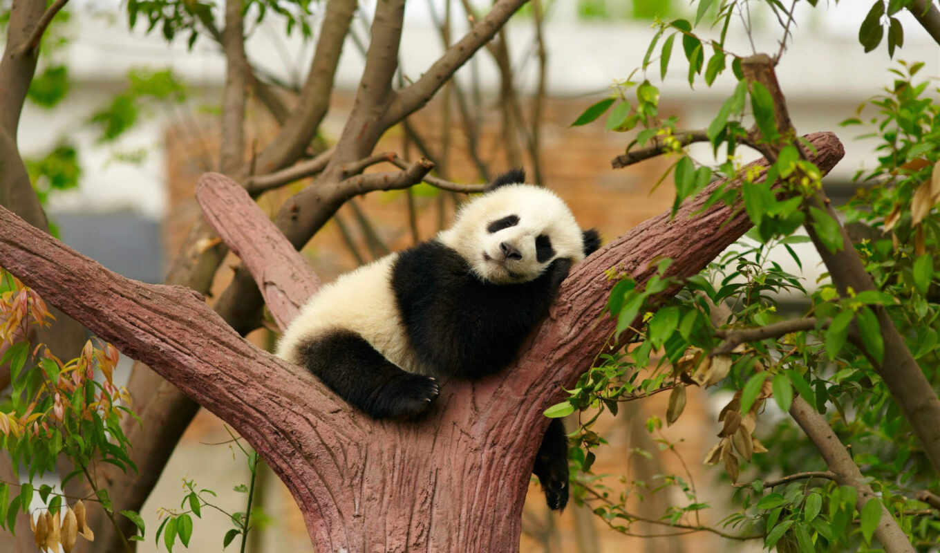 сладко, цена, панда, спит, дерева, маленькая, размеры, развилке