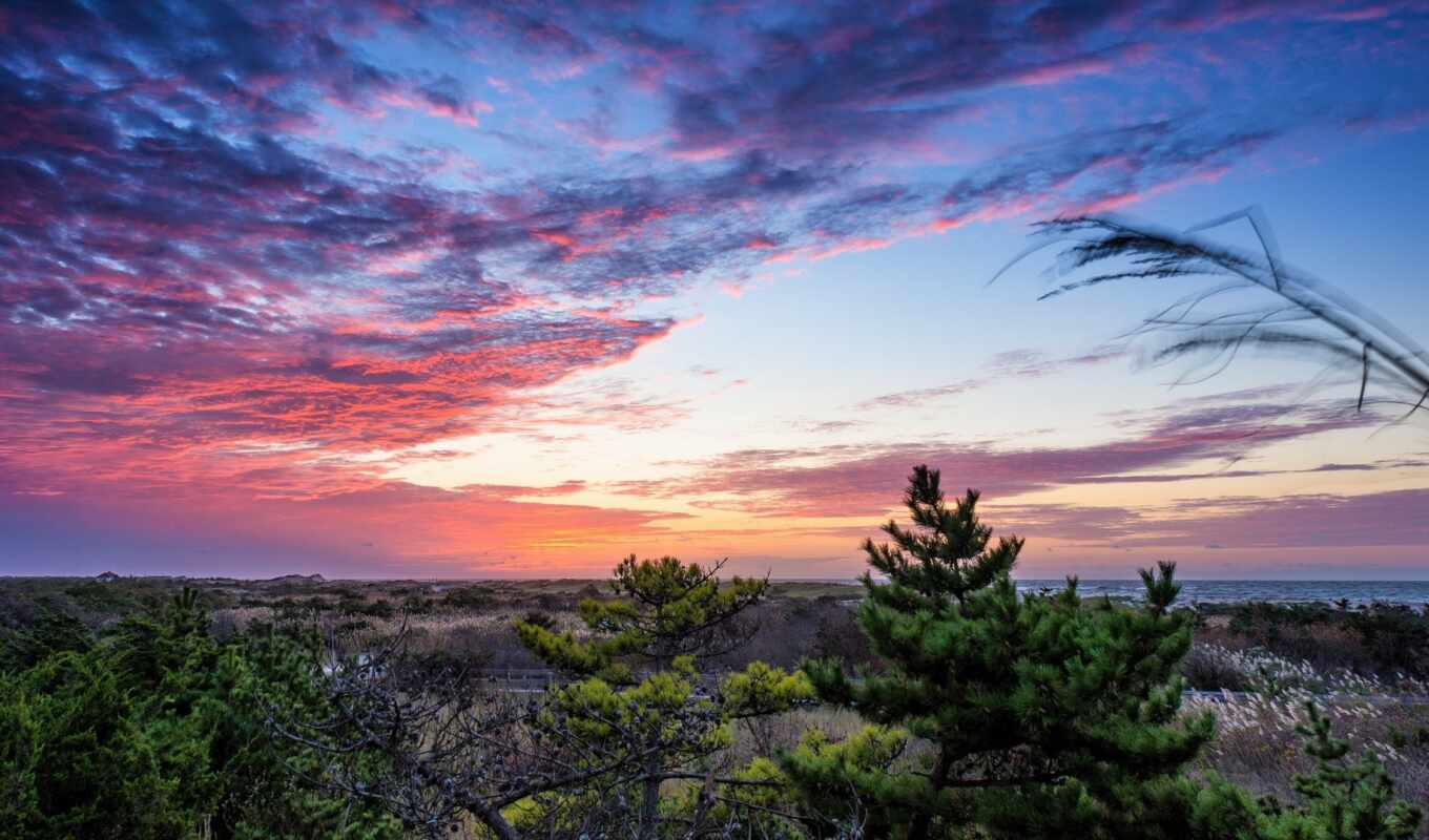 nature, shrubland