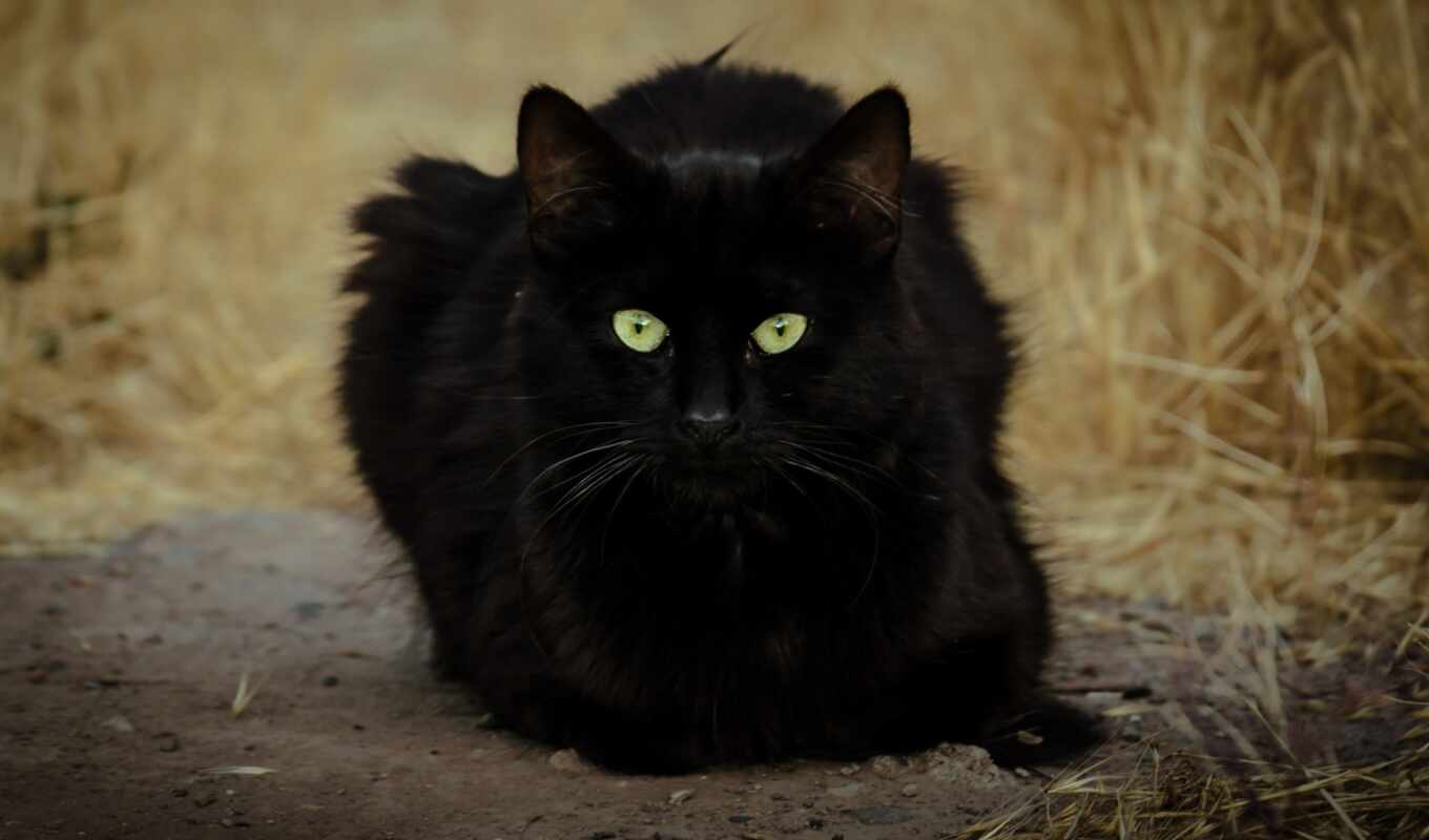 black, кот