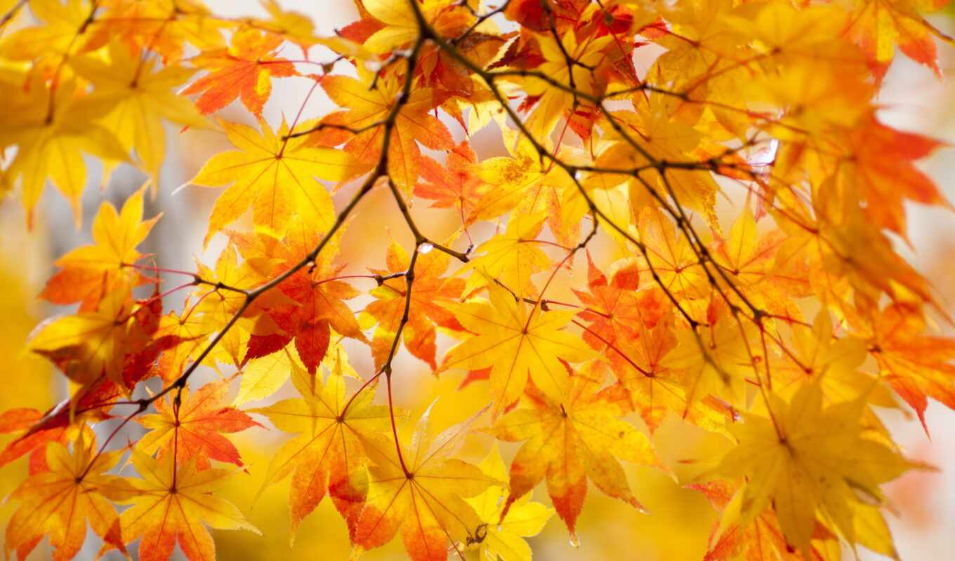 autumn, foliage, branch, maple, leaf