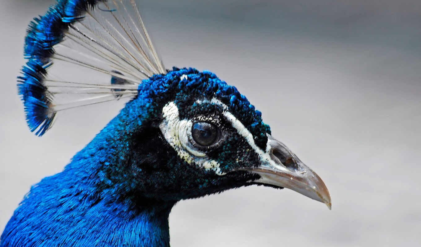 bird, animal, peacock, peacock, golov