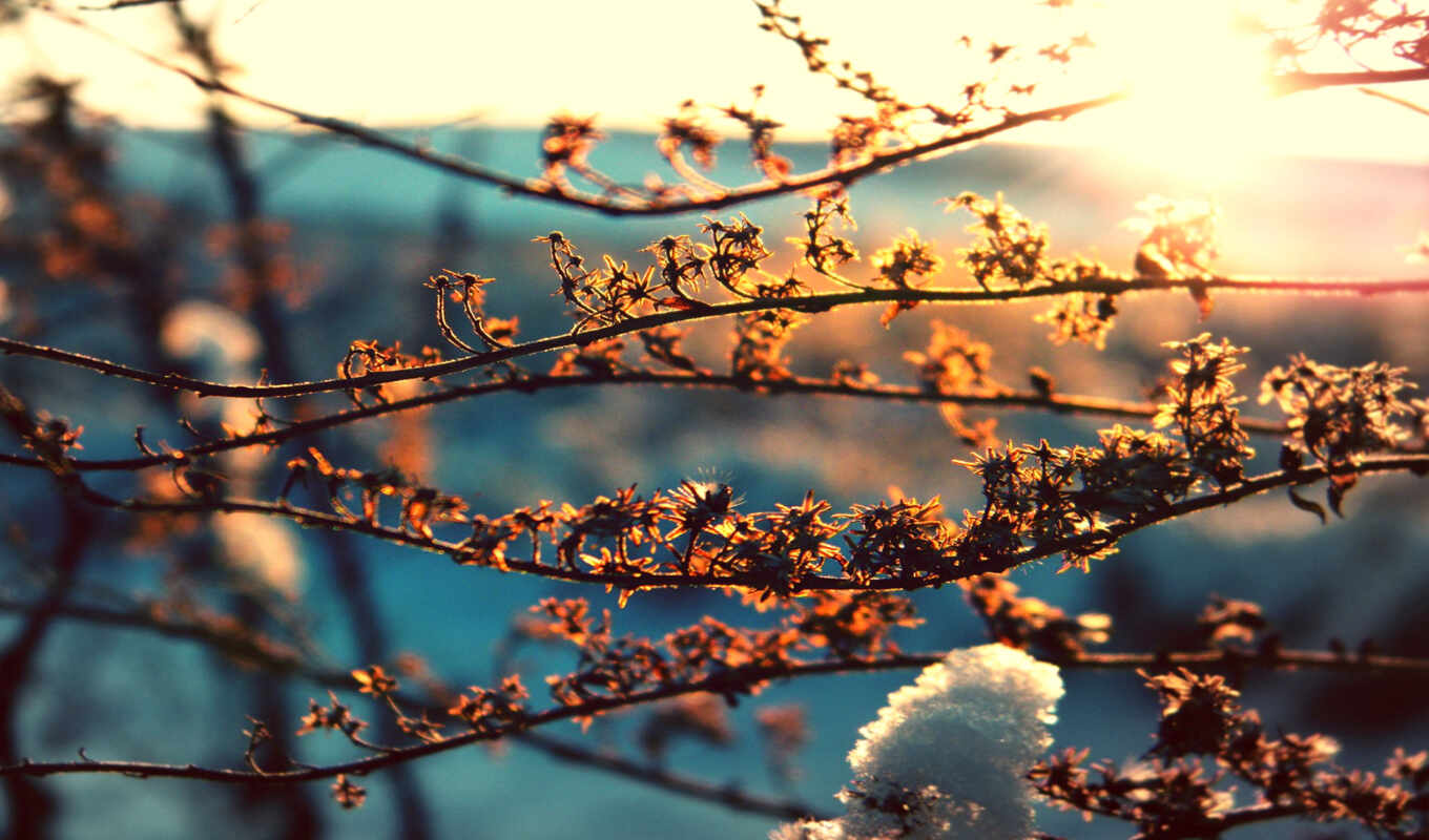 sun, macro, snow, under, spring, branches, by the sun, spring