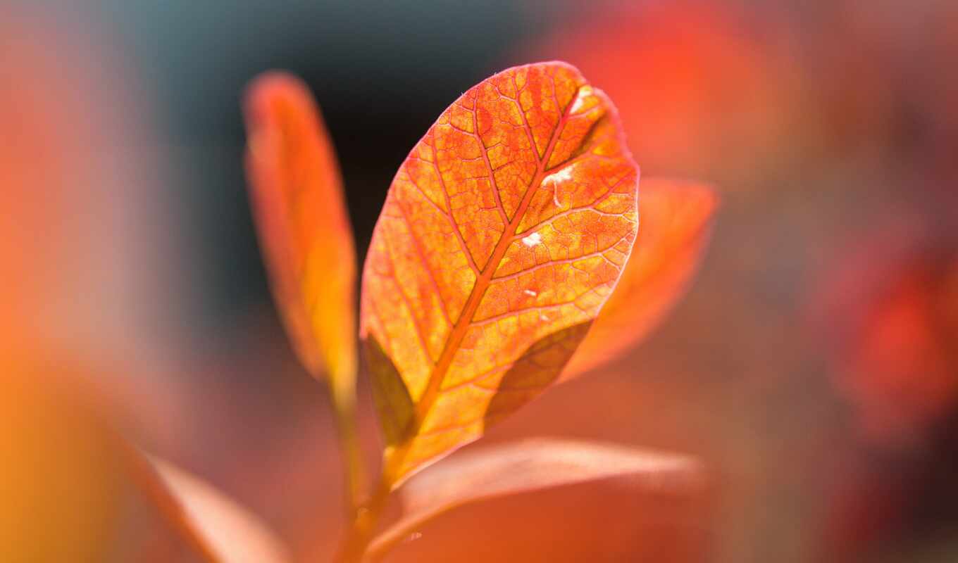 природа, осень, пасть, оранжевый, leaf