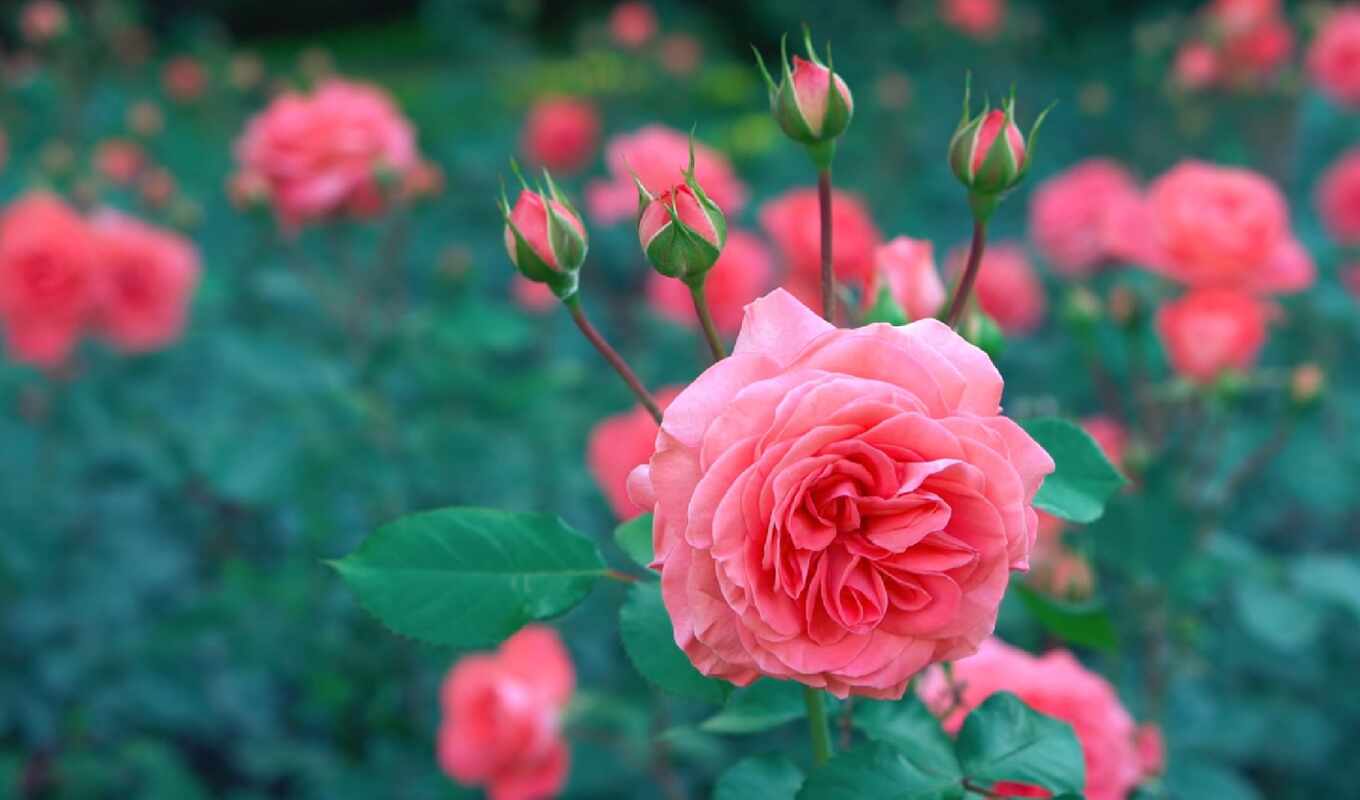 nature, flowers, rose, pink, beautiful, gullar