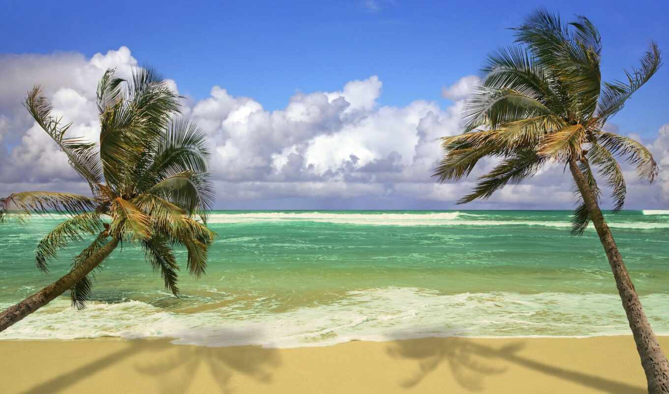beach, sand, palm, scene