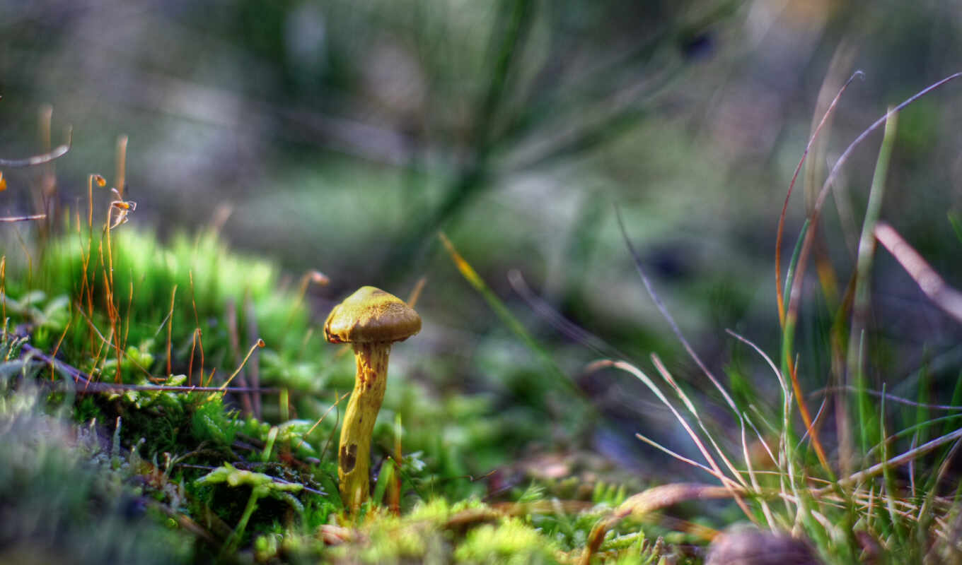 природа, mushroom, fore