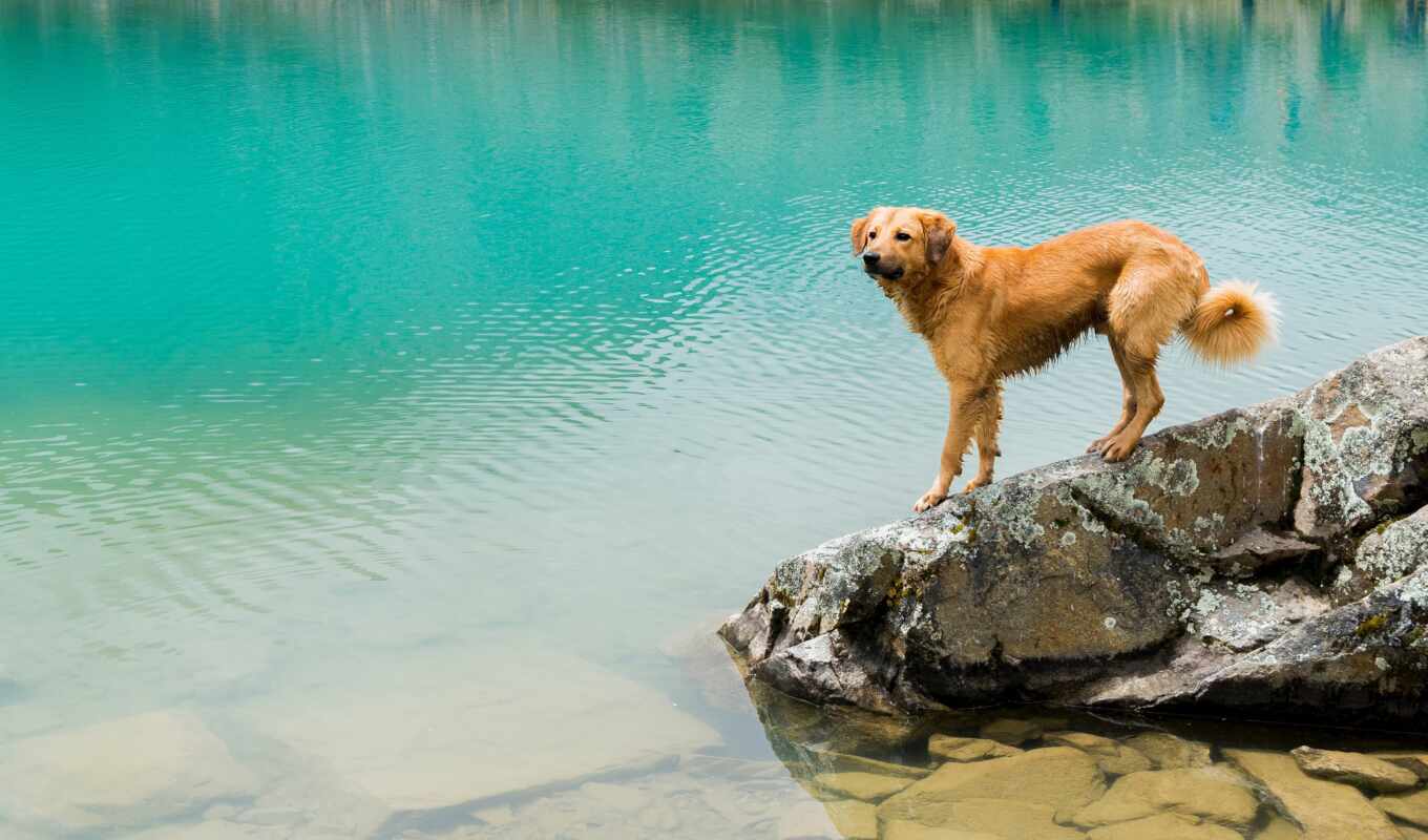 lake, water, rock, dog, body, animal, pet