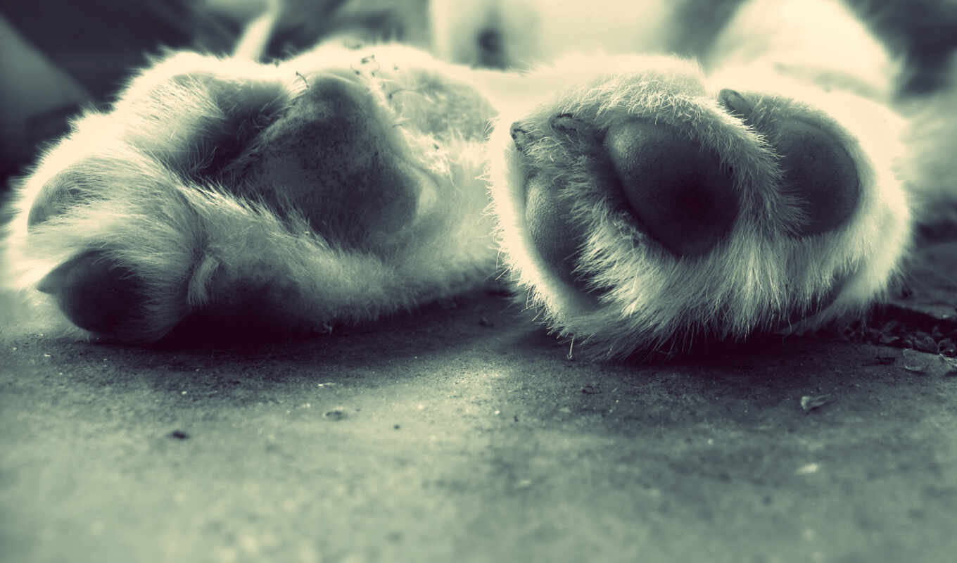 dog, two, paw, foot, canine