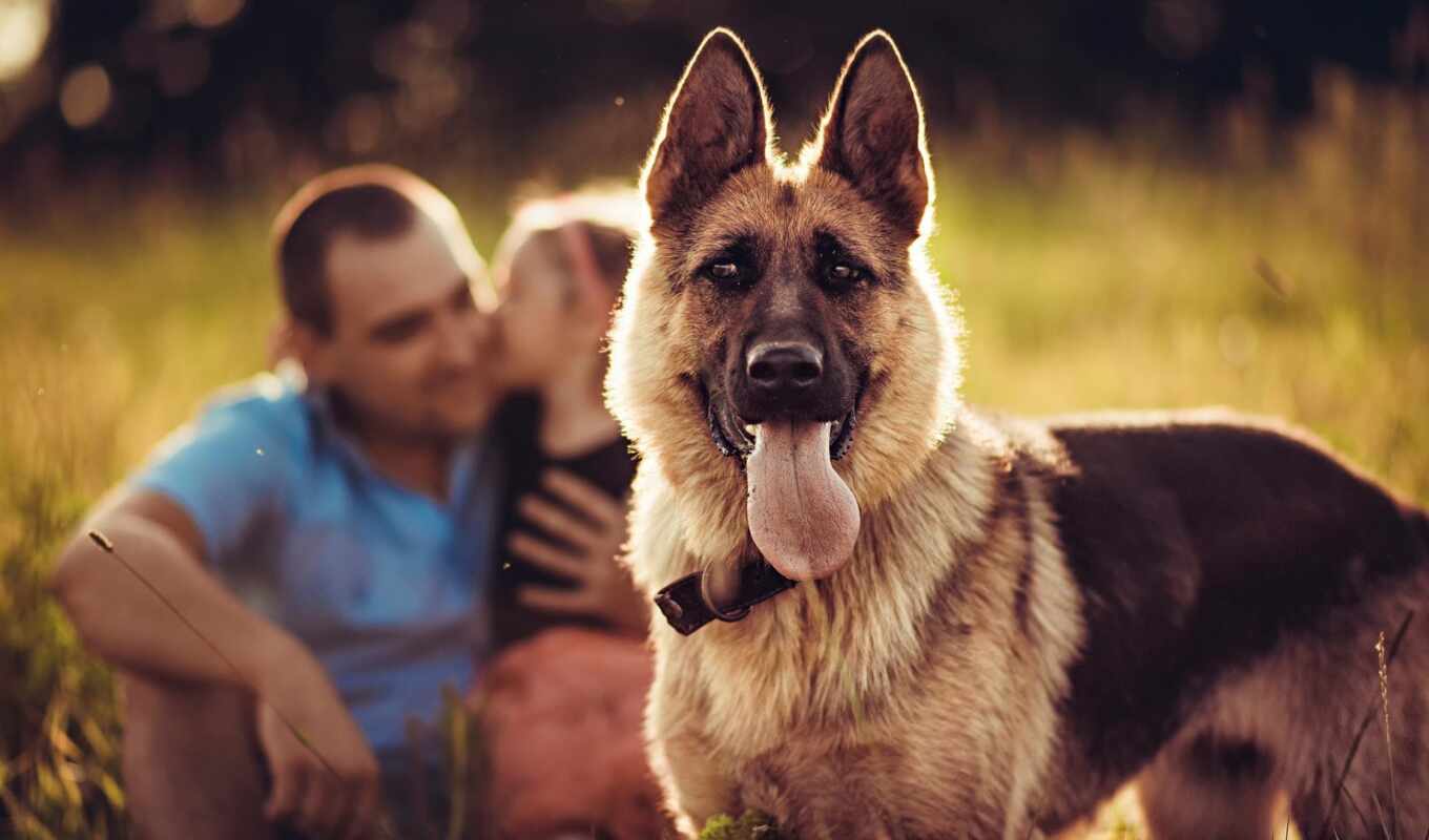 собака, овчарка, animal, german, семья, размытость, обои, chien, lagito