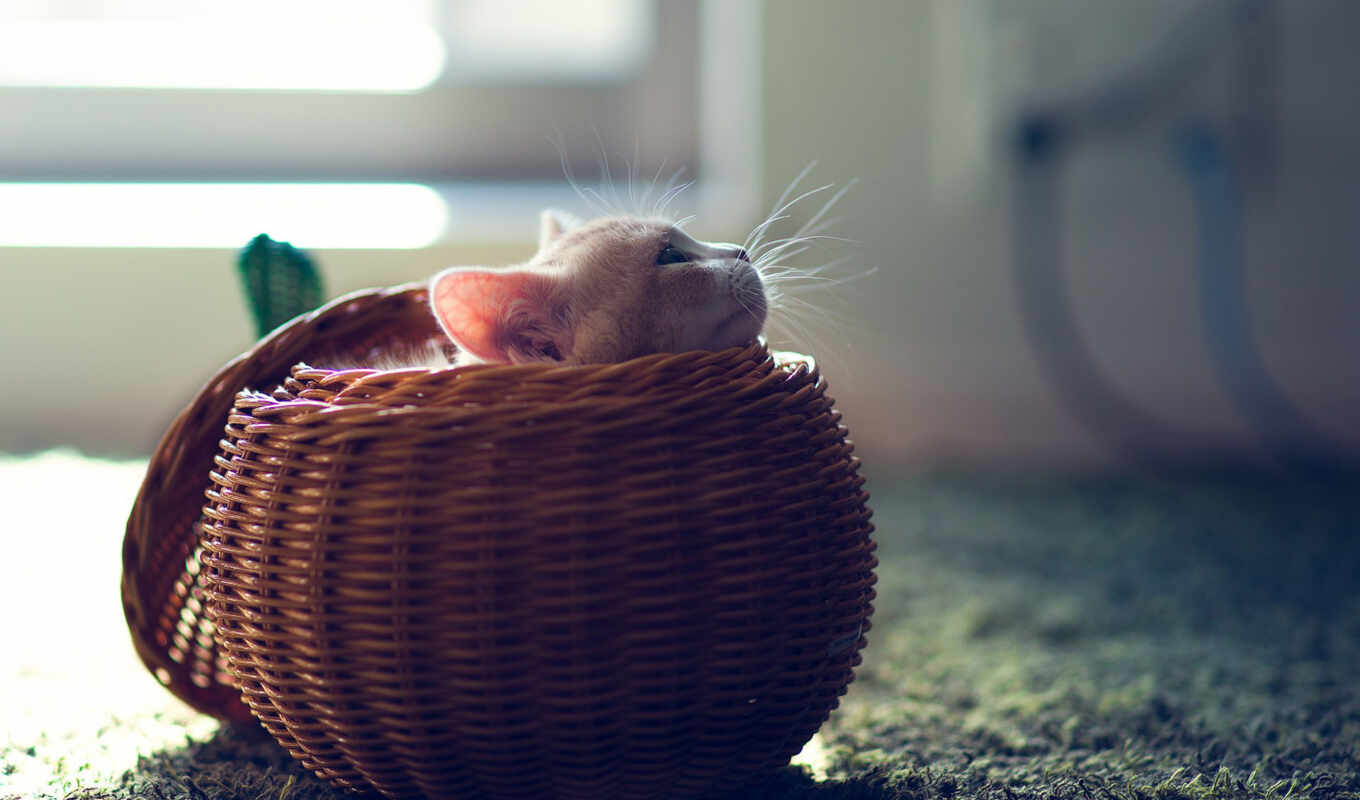 пол, там, корзина, small, mouse, сидя