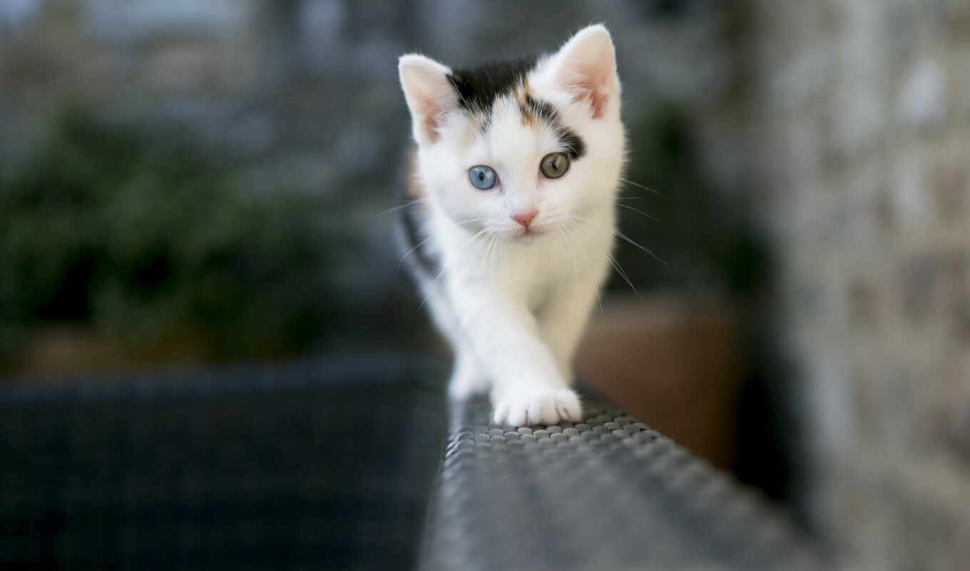 white, глаза, кот, глазами, котенок, животных, разными, смелый
