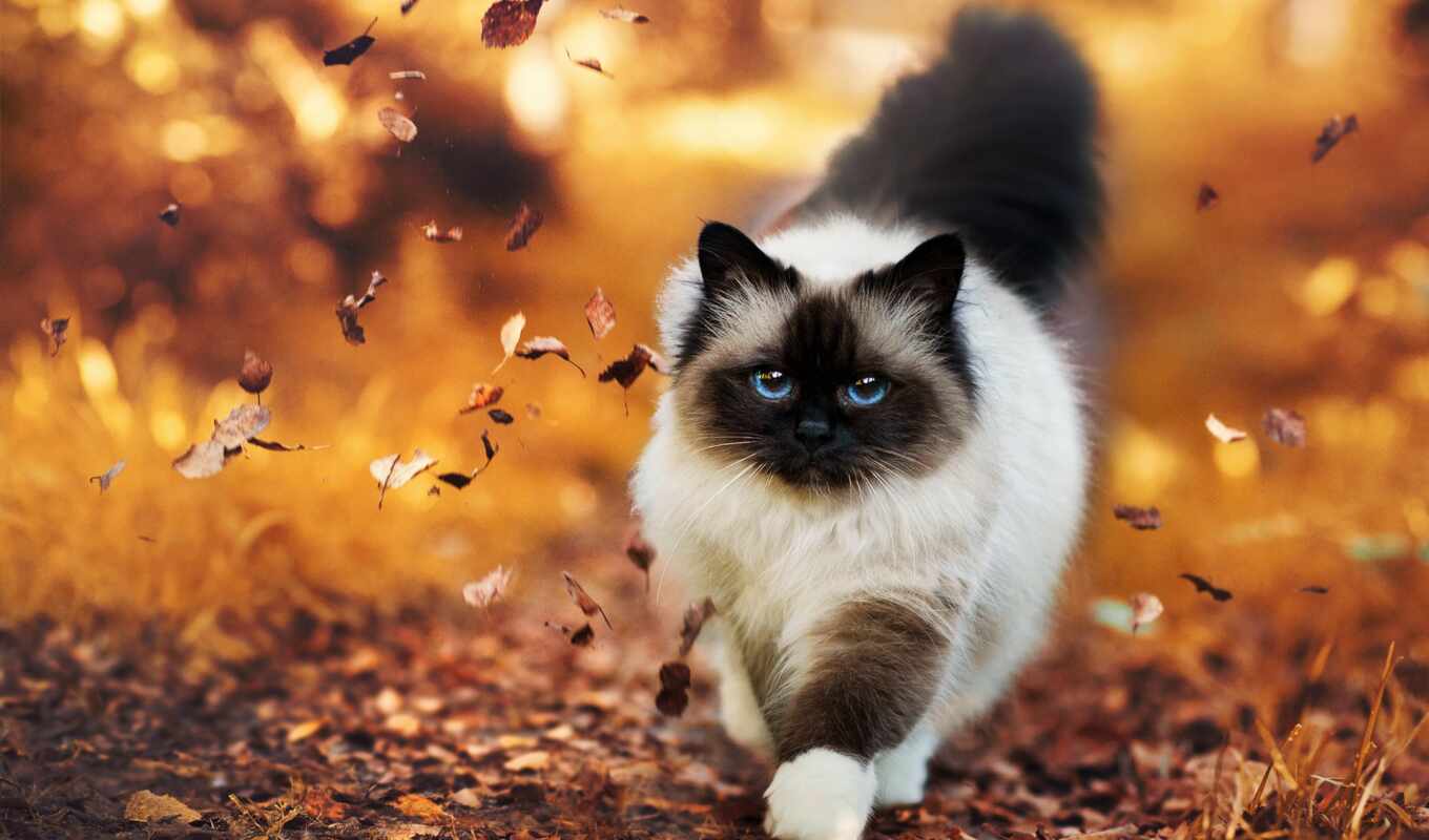 кот, осень, ecran, кошки, листва, пушистая, id, animaux
