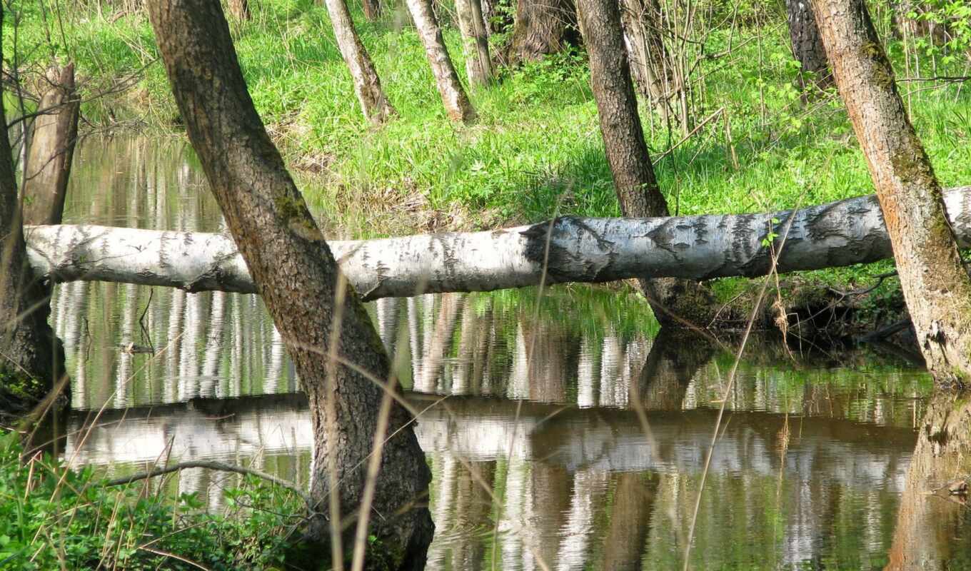 дерево, water, красивые, мост, log, река, пересечение