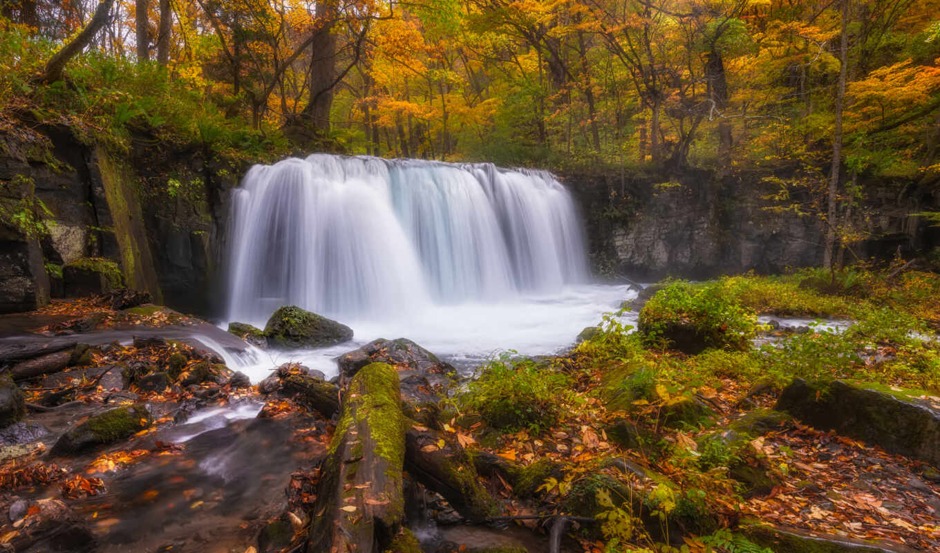 nature, forest, autumn, яndex, waterfalls, paintings, forest, crying, collections, the woods