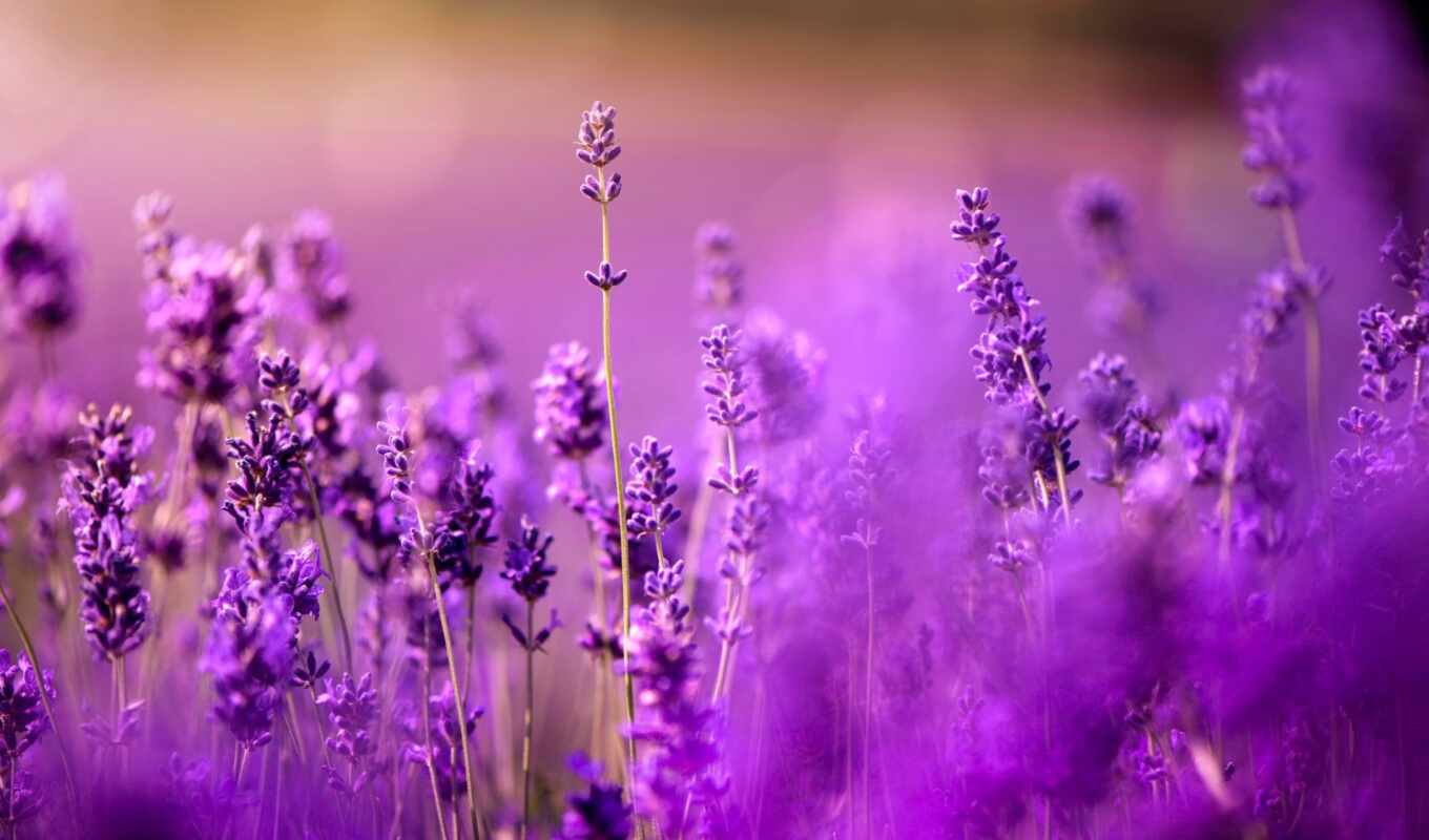 purple, side, cvety, lavender