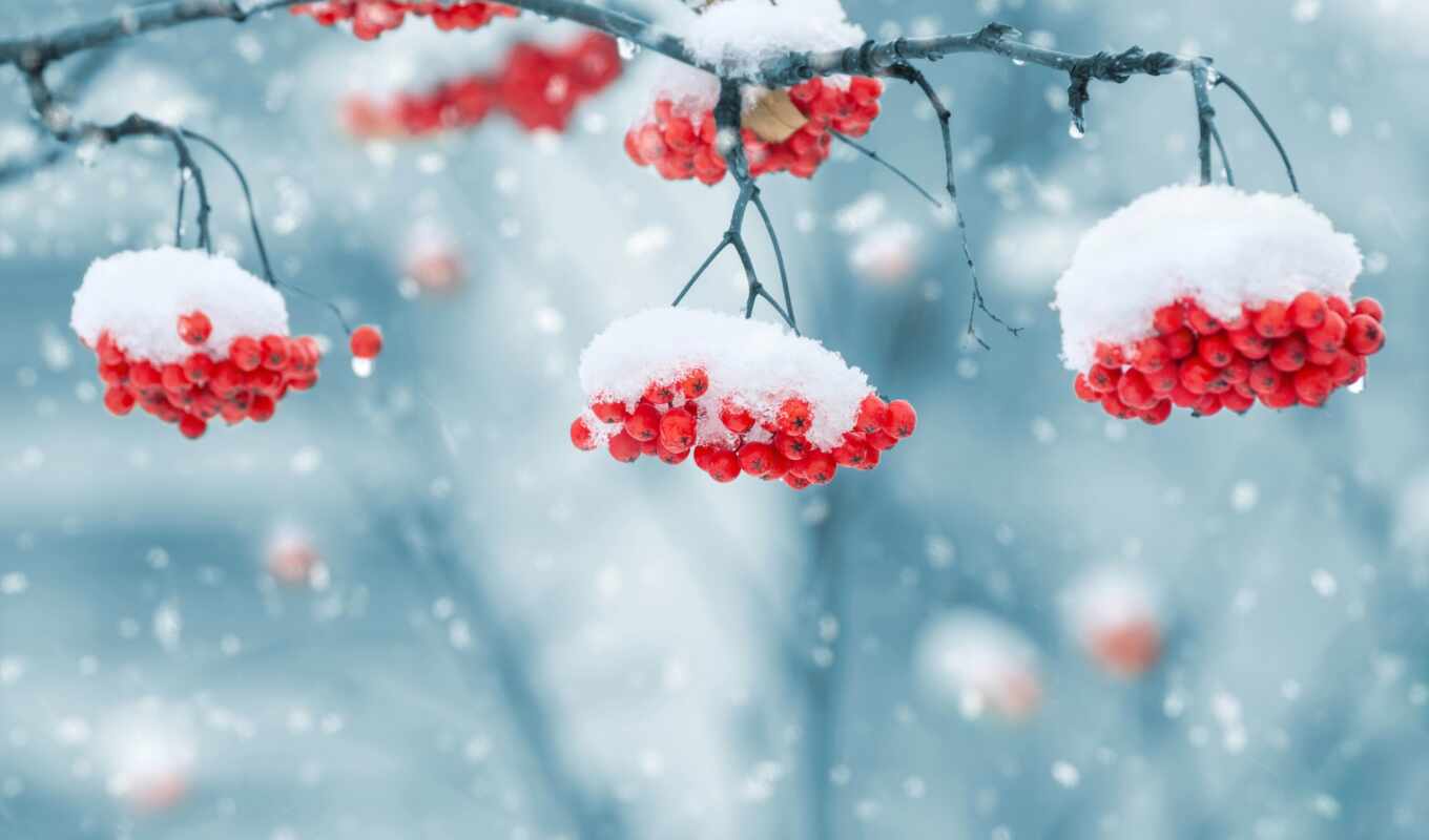 природа, снег, winter, branch, ягода, рябина