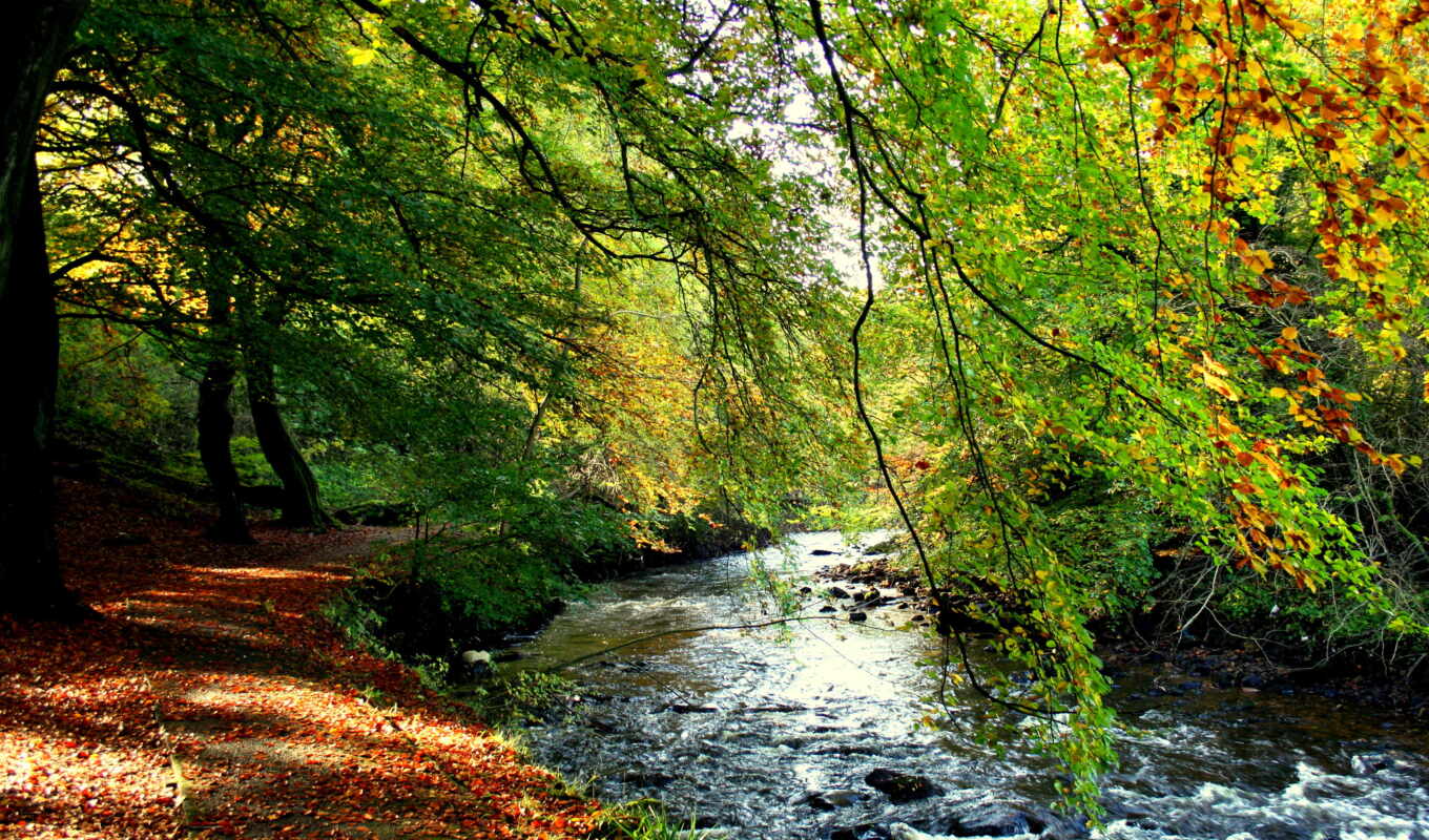 nature, tree, autumn, creek, scene, fore