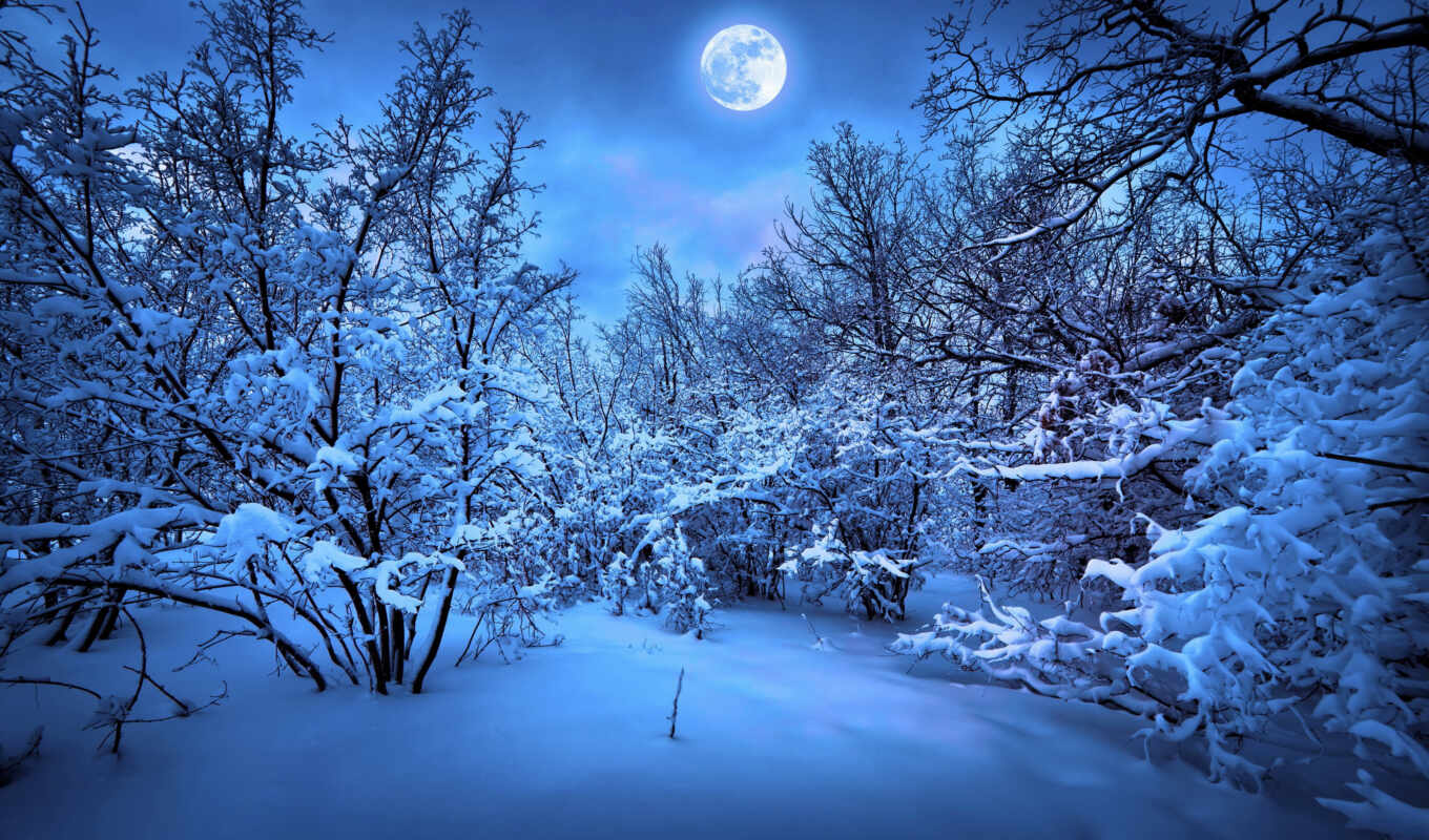 дерево, ночь, снег, winter, лес
