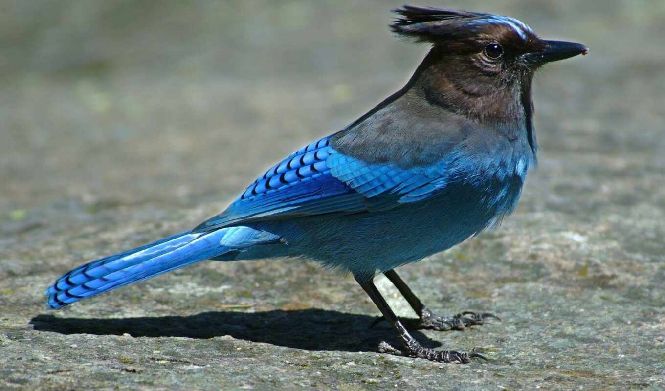 blue, птица, красивый, крыло, funart