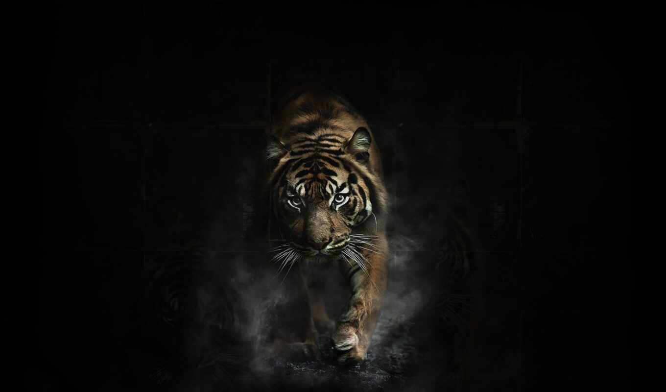black, тигр