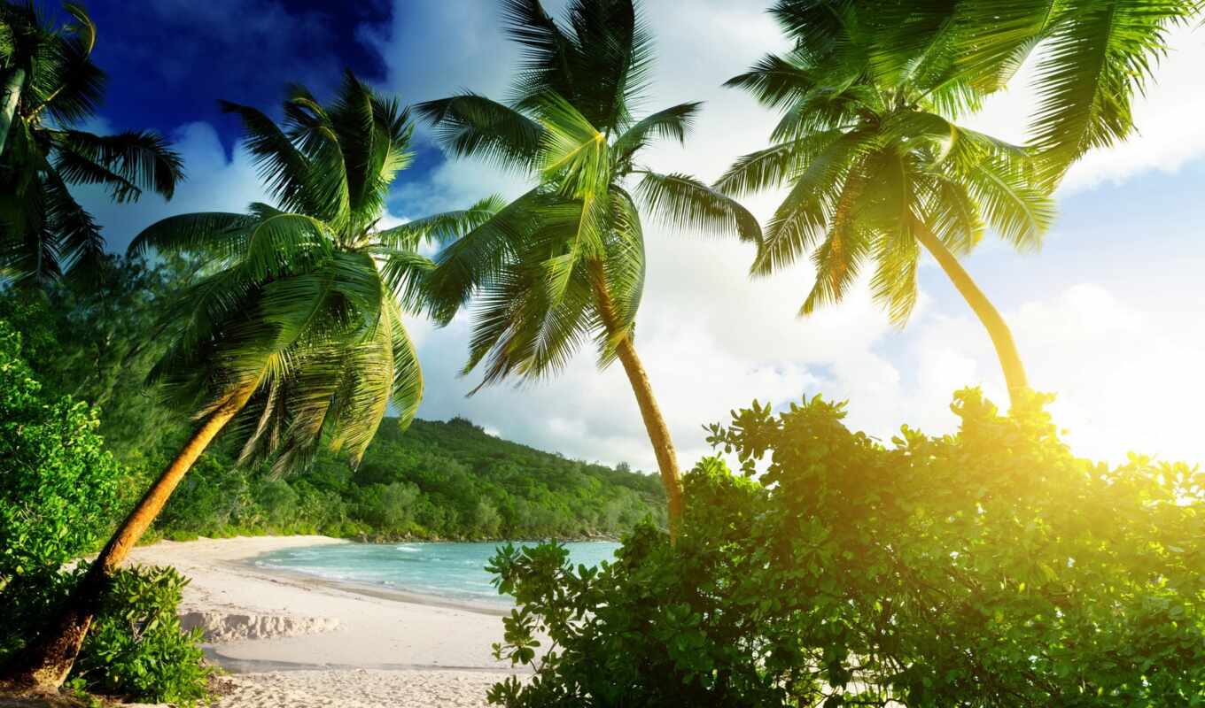 tree, beach, sea, palm, tropical, seychelles, mahe