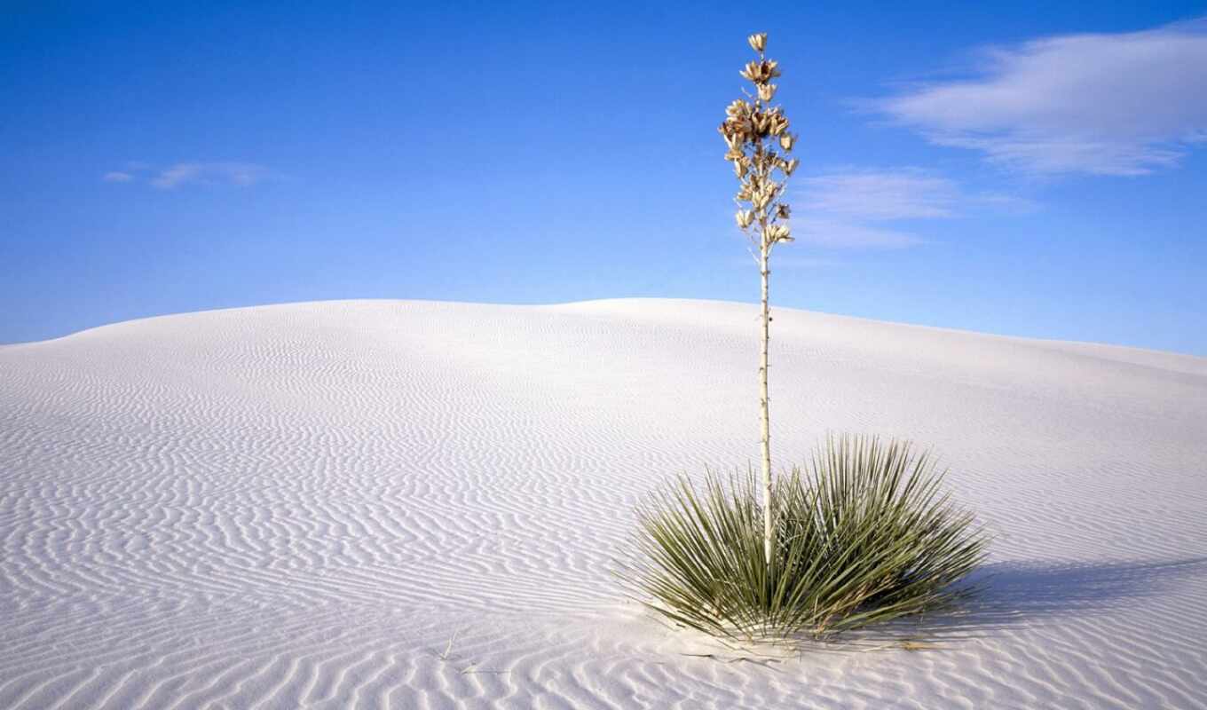 white, sand, plant, desert, national, oasis