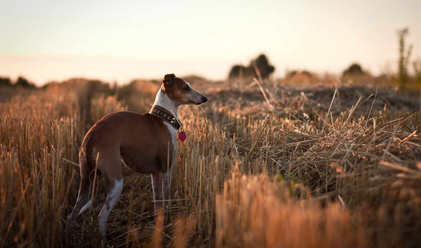 dog, animal, In a friendly way