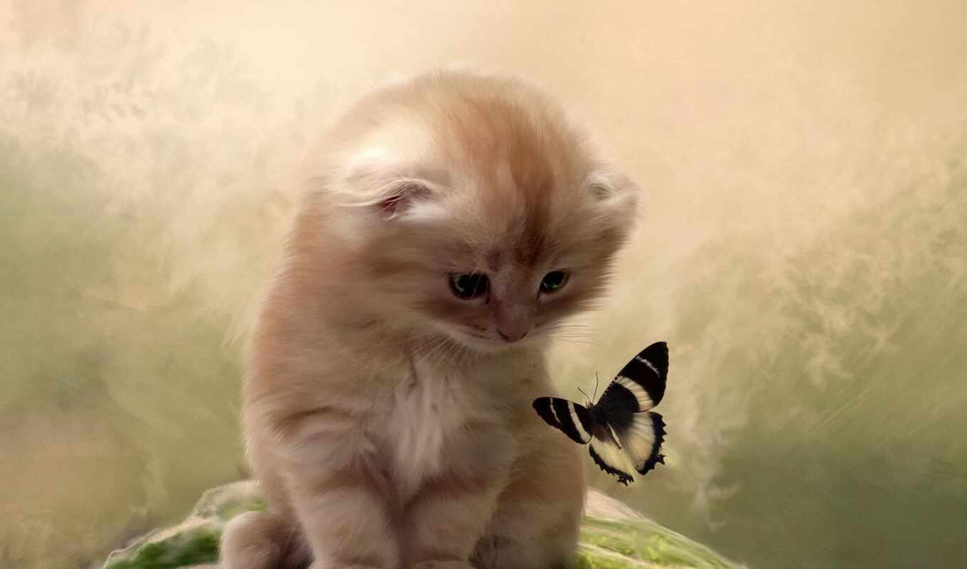 butterfly, cat, kitty, animal, insect, kitty