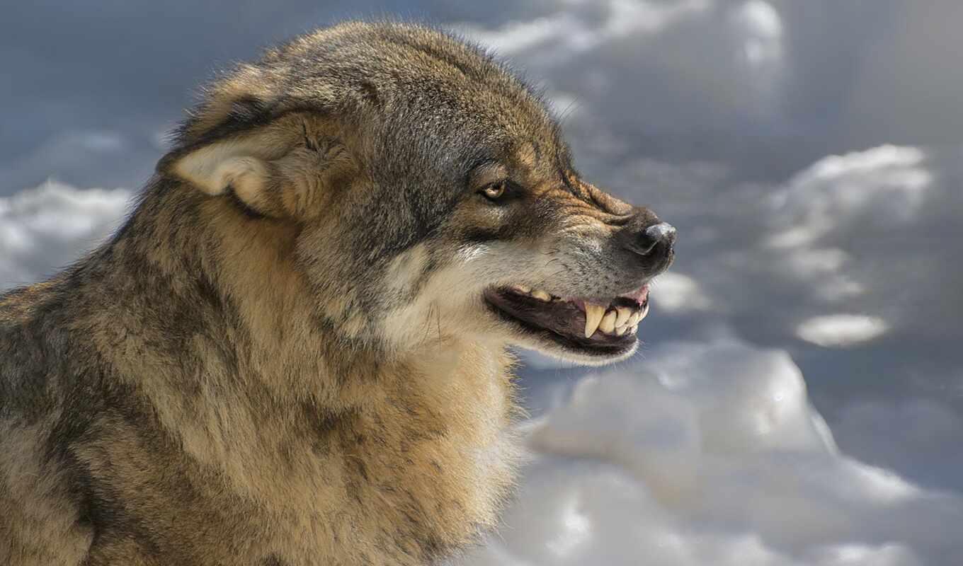 zhivotnye, the beast, wolf, scale
