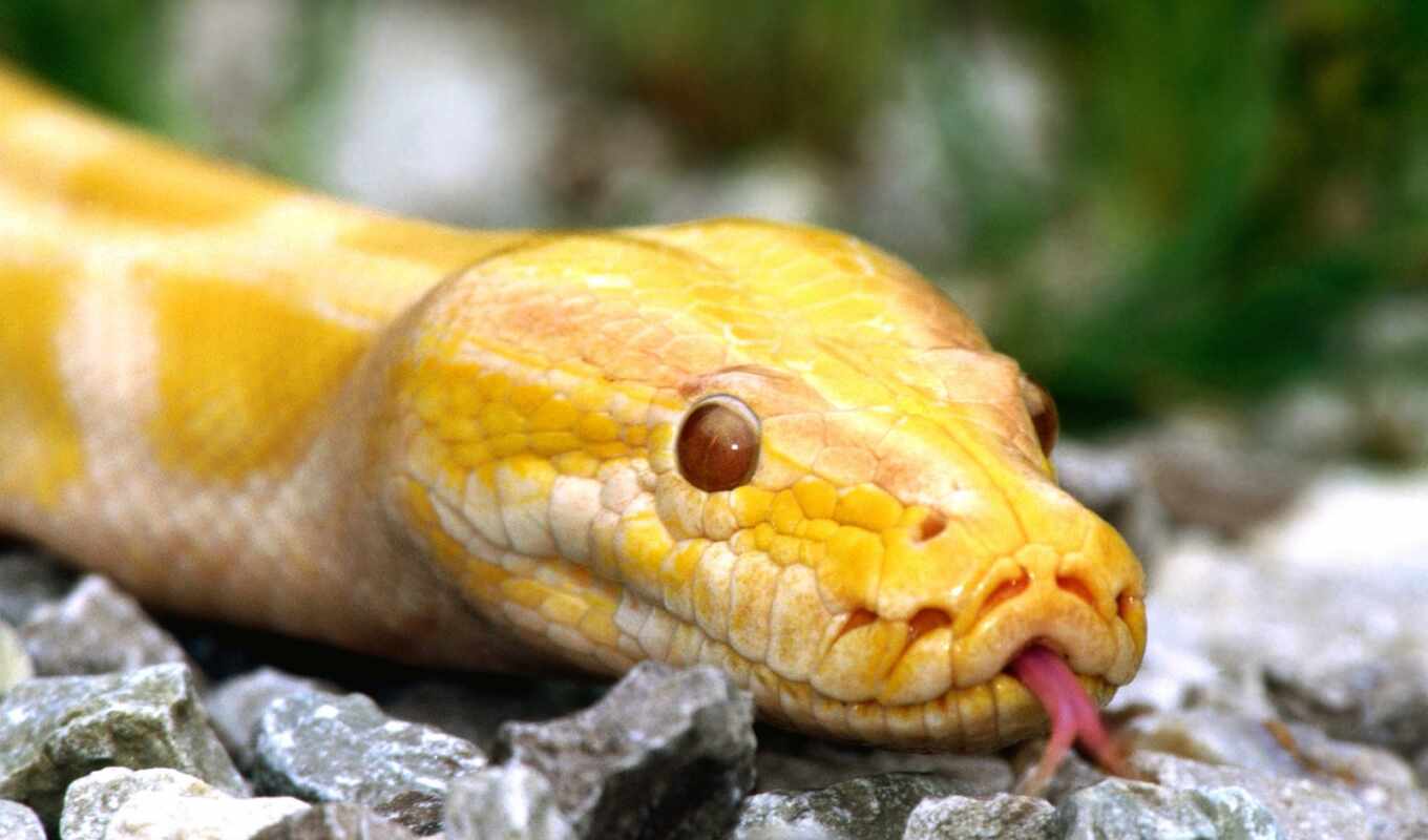 желтая, snake
