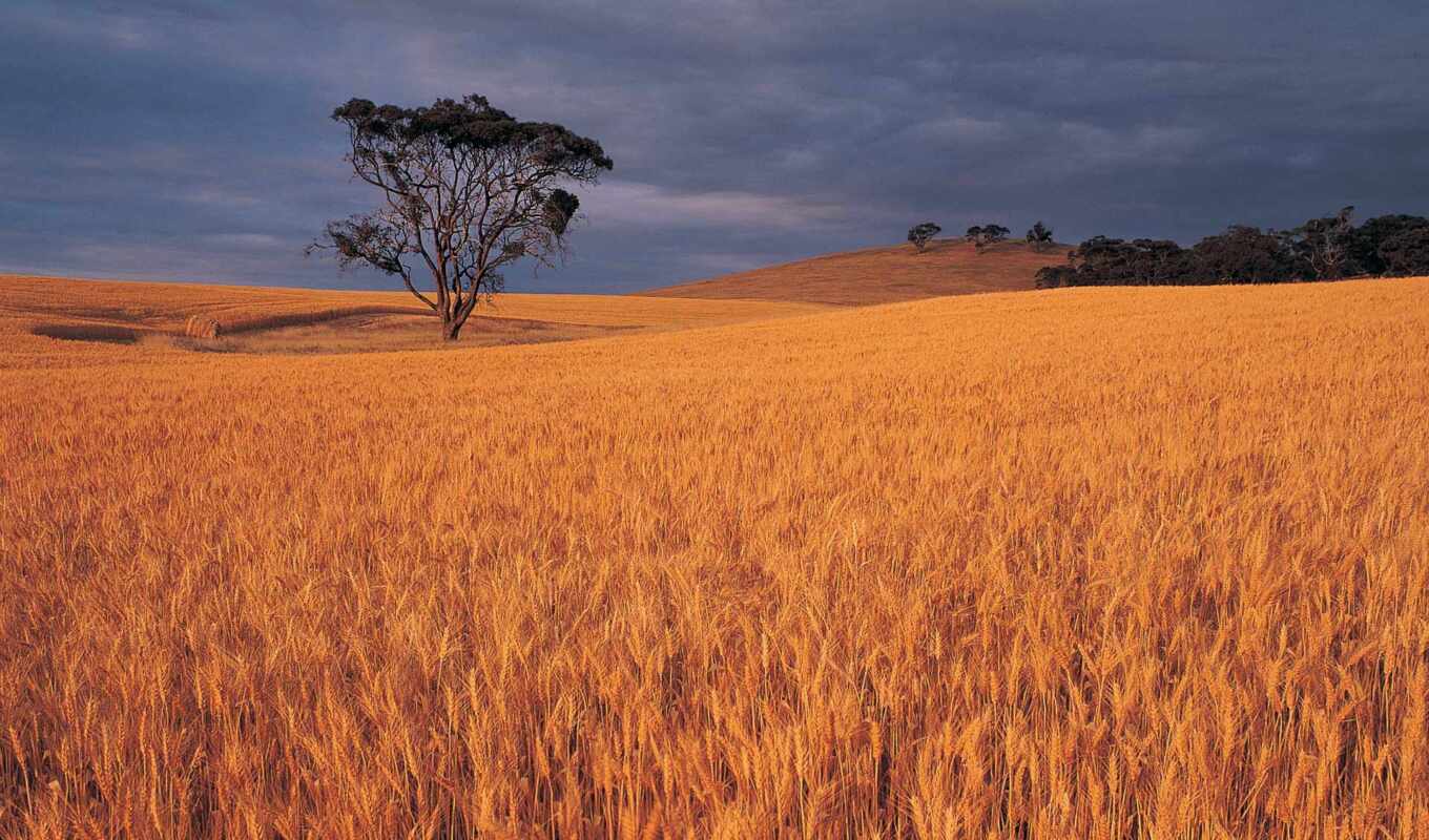 поле, landscape, country, comics, красивый, лидер, урожай, пшеница, rural, prank