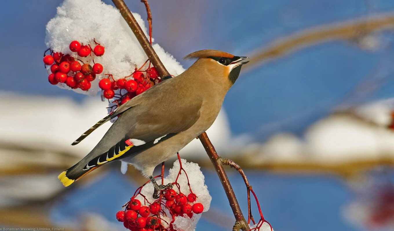 winter, птица, красивый